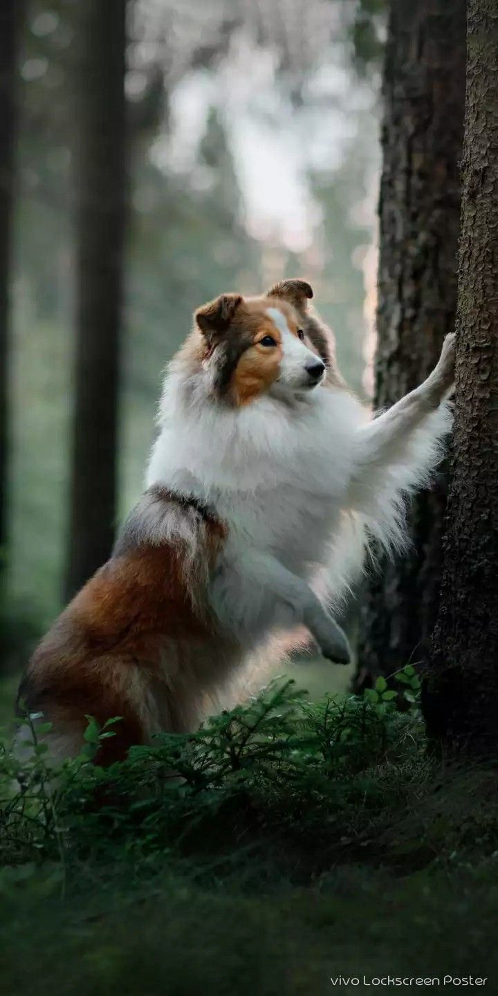 720x1440 Beautiful Sheltie Dog in the Forest. Collie wallpaper ideas, Shetland sheepdog wallpaper, Shetland sheepdog background