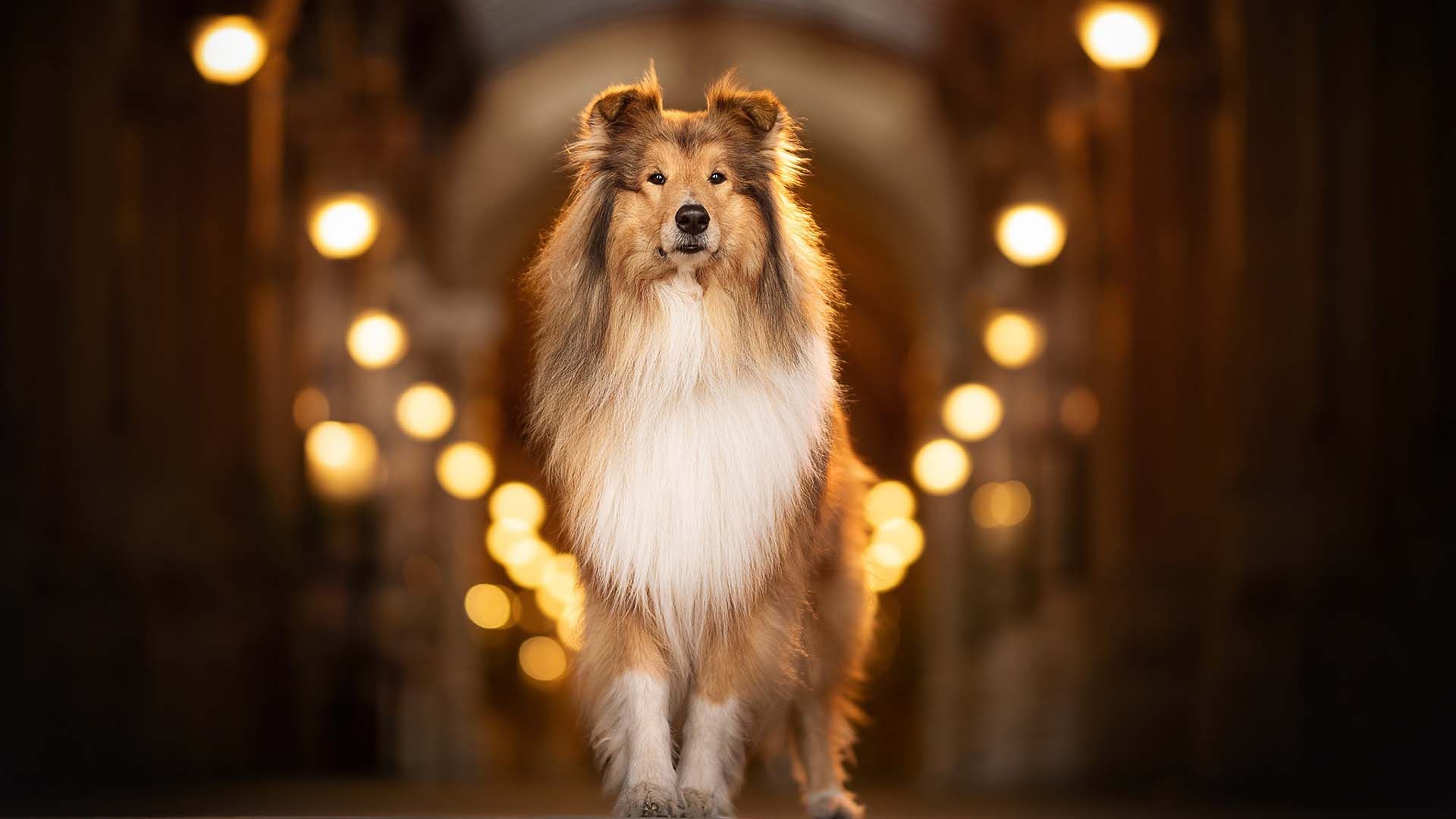 1920x1080 Shetland Sheepdog Is Standing In Blur Lights Bokeh Background HD Dog Wallpaper