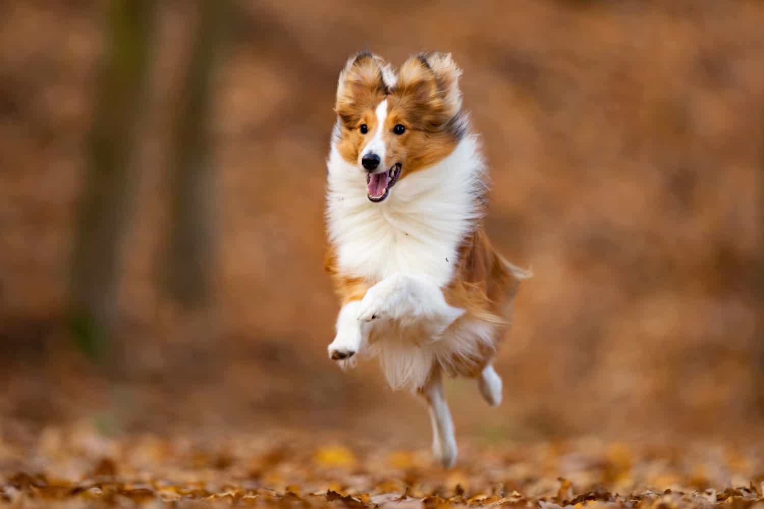 1500x1000 Shetland Sheepdog Animal Facts Lupus Familiaris Z Animals