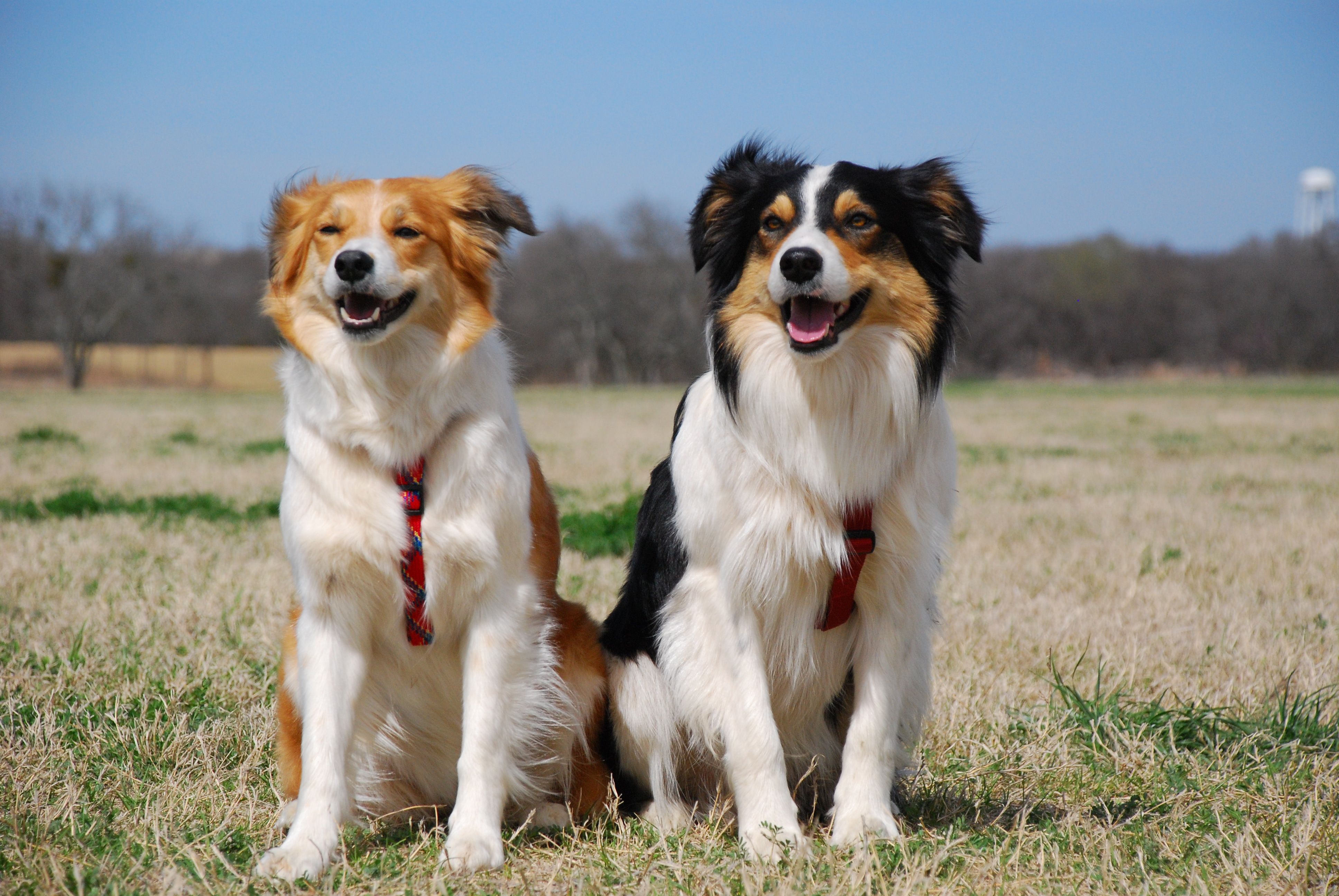 3872x2592 Two Welsh Sheepdogs photo and wallpaper. Beautiful Two Welsh Sheepdogs picture