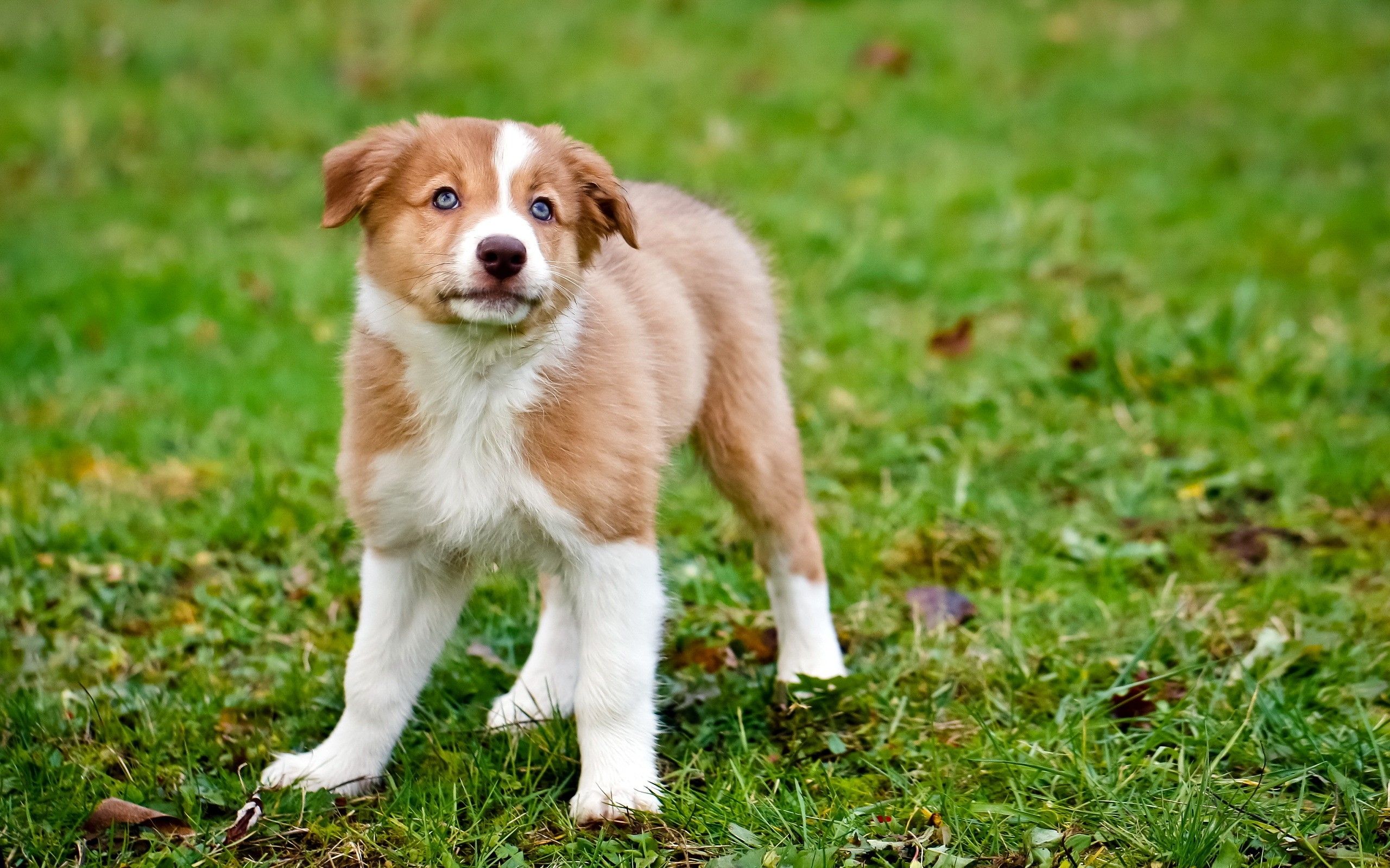 2560x1600 Wallpaper Brown and White Short Coated Dog on Green Grass During Daytime, Background Free Image