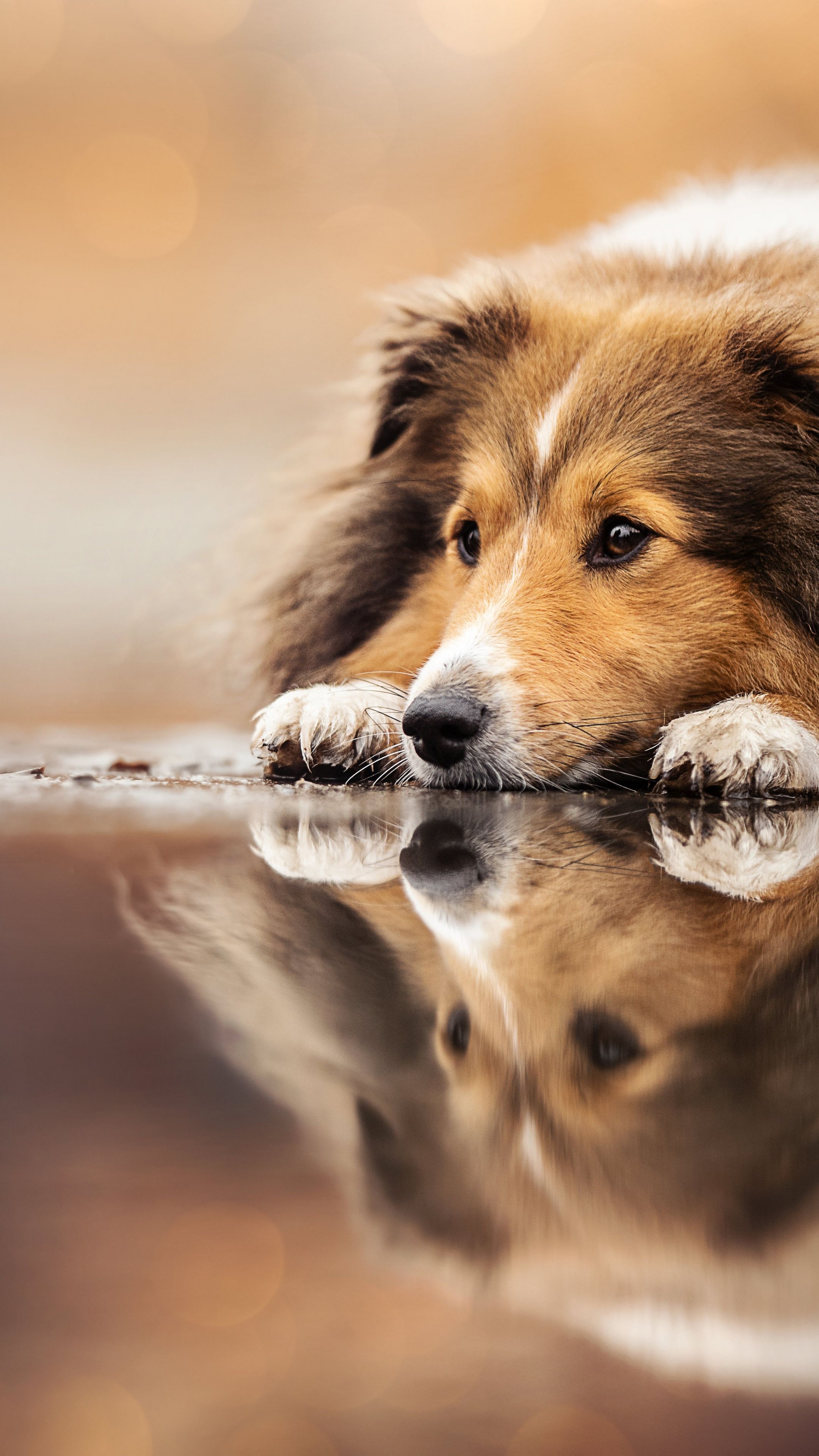 2160x3840 Sheltie Puppy Wallpaper