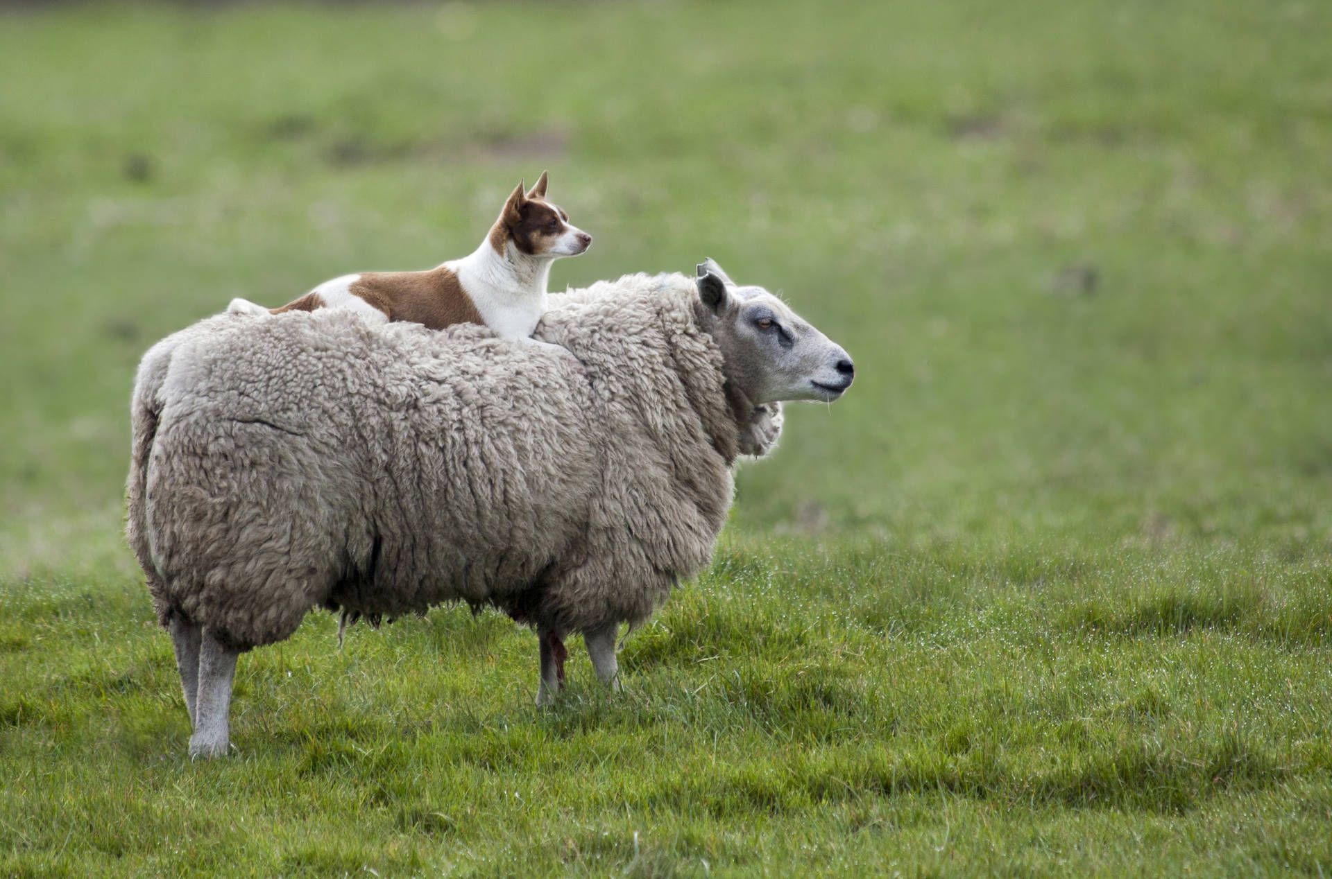 1920x1268 Download Sheep And A Dog Wallpaper