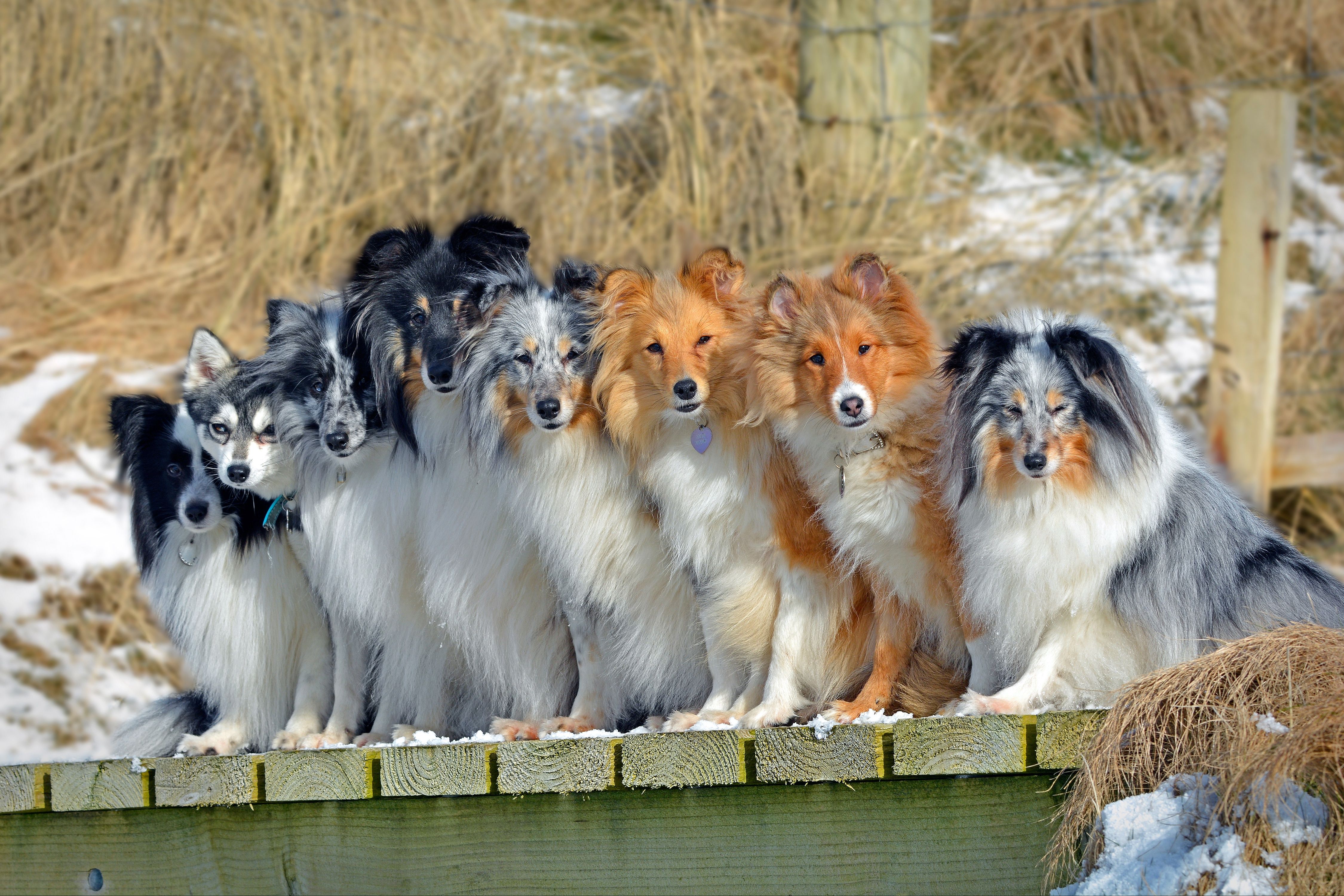 4500x3000 Phone wallpaper: Animal, Dog, Alaskan Klee Kai, Border Collie, Shetland Sheepdog, Dogs 465446