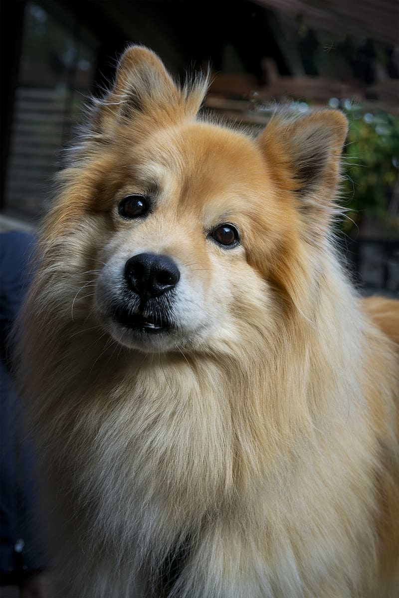 800x1200 Icelandic sheepdog, dog, pet, animal, cute, HD phone wallpaper