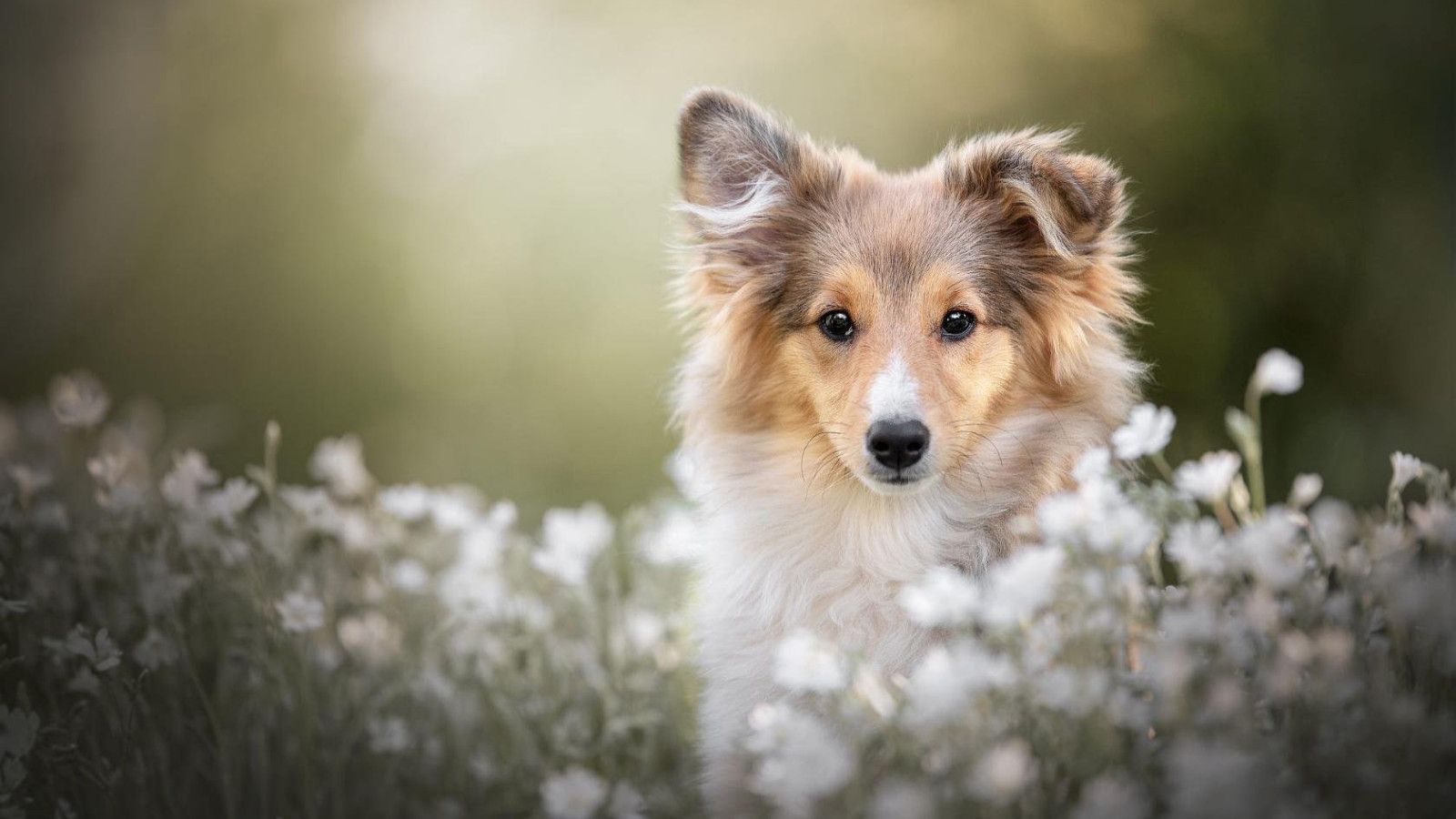 1600x900 Shetland Sheepdog HD Wallpaper 79377
