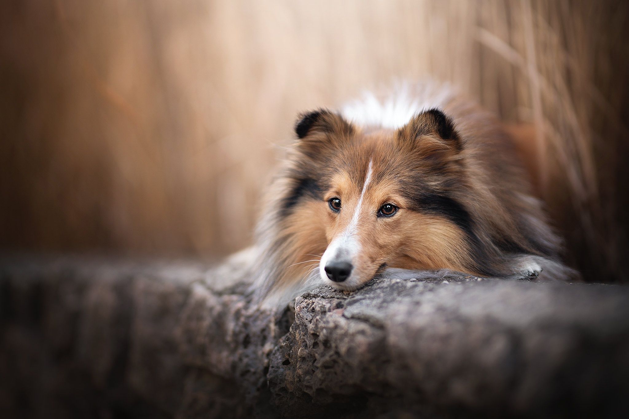 2048x1365 Download Dog Animal Shetland Sheepdog HD Wallpaperx1365