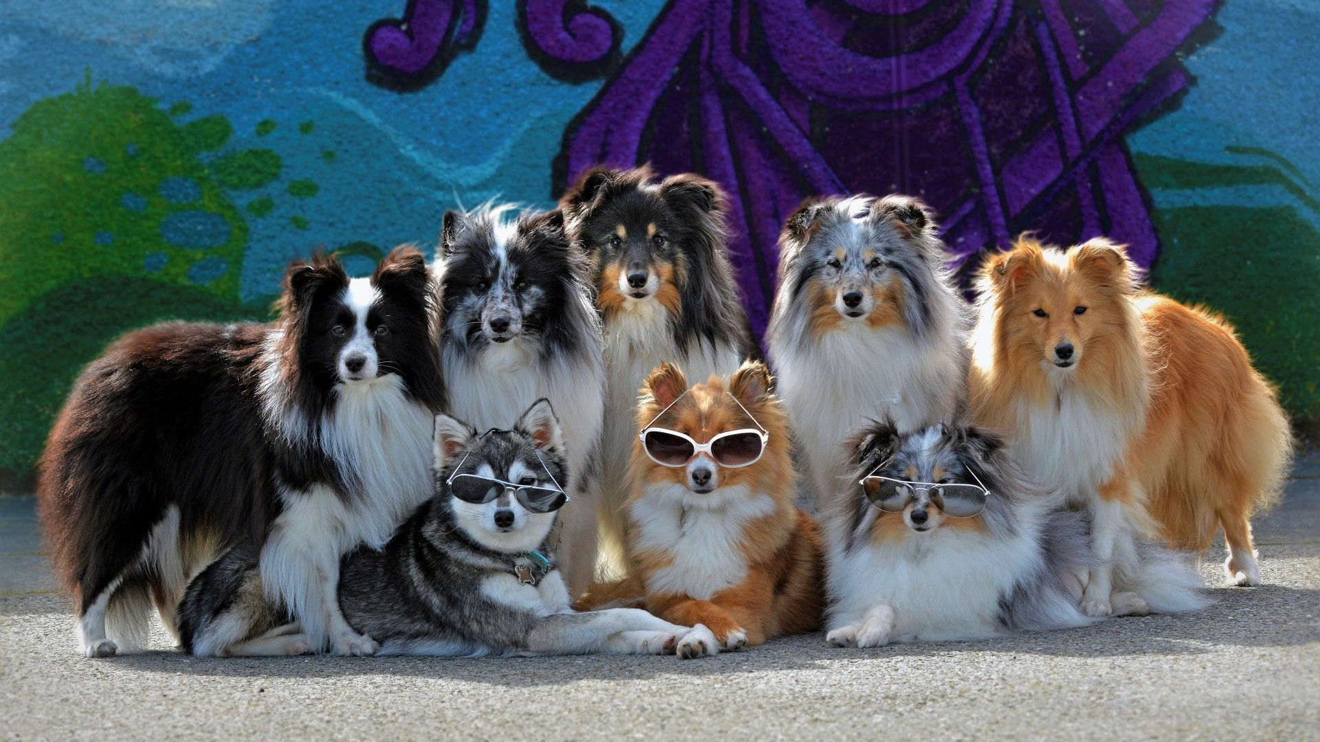 1920x1080 Alaskan Klee Kai Shetland Sheepdog With Sunglasses 4K HD Funny Dog Wallpaper