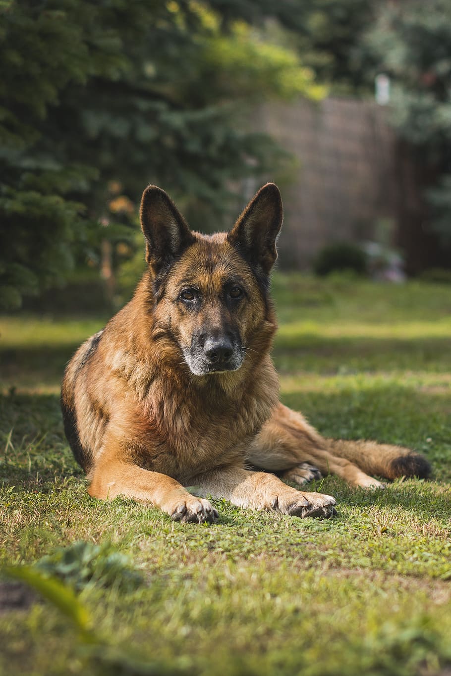 910x1365 Free Sheep Dog Photo