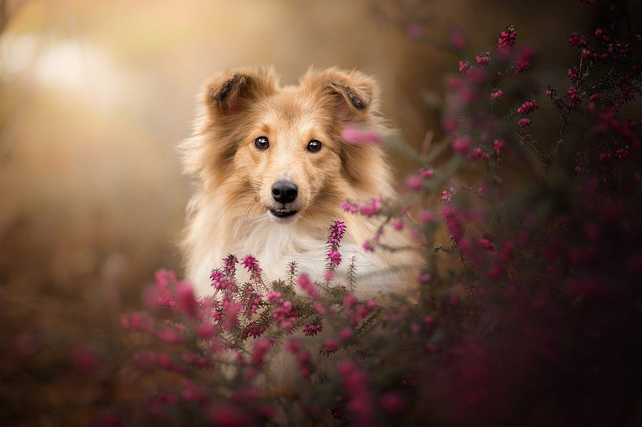 2048x1363 Desktop wallpaper: Animal, Shetland Sheepdog, Baby Animal, Dog, Puppy, Dogs 4K free download for PC. 429468