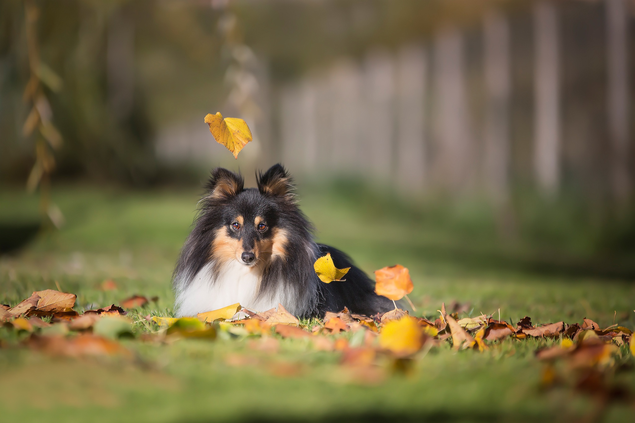2048x1365 Wallpaper autumn, leaves, dog, bokeh, Sheltie, Shetland Sheepdog for mobile and desktop, section собаки, resolution 2048x1365