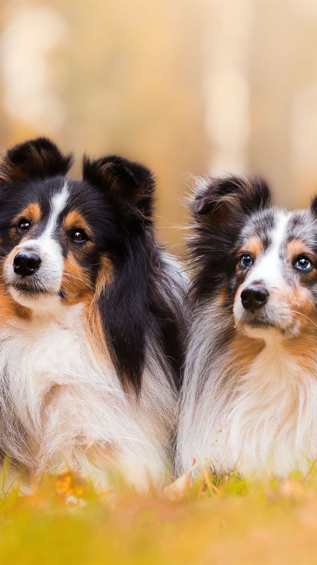 1080x1920 Shetland Sheepdog, Two Dogs, Bokeh 1080x1920 IPhone 8 7 6 6S Plus Wallpaper, Background, Picture, Image