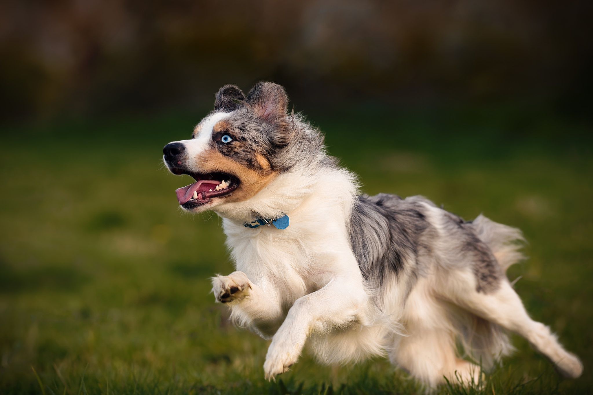 2048x1365 Wallpaper Miniature American Shepherd, Rough Collie, Australian Shepherd, Icelandic Sheepdog, Dog Breed, Background Free Image