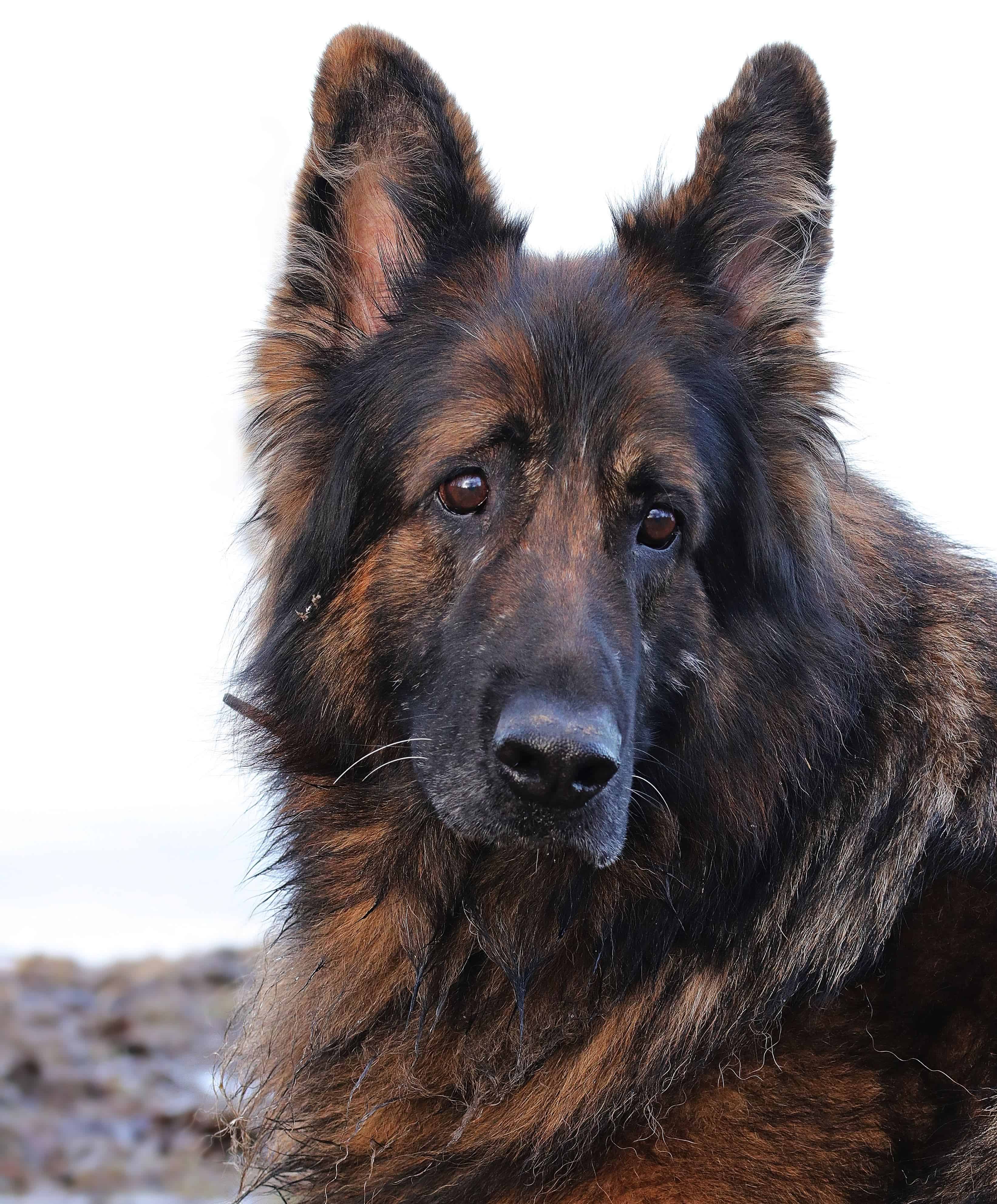3285x3964 Free picture: animal pet, cute, sheepdog, dog, portrait, shepherd, animal, canine