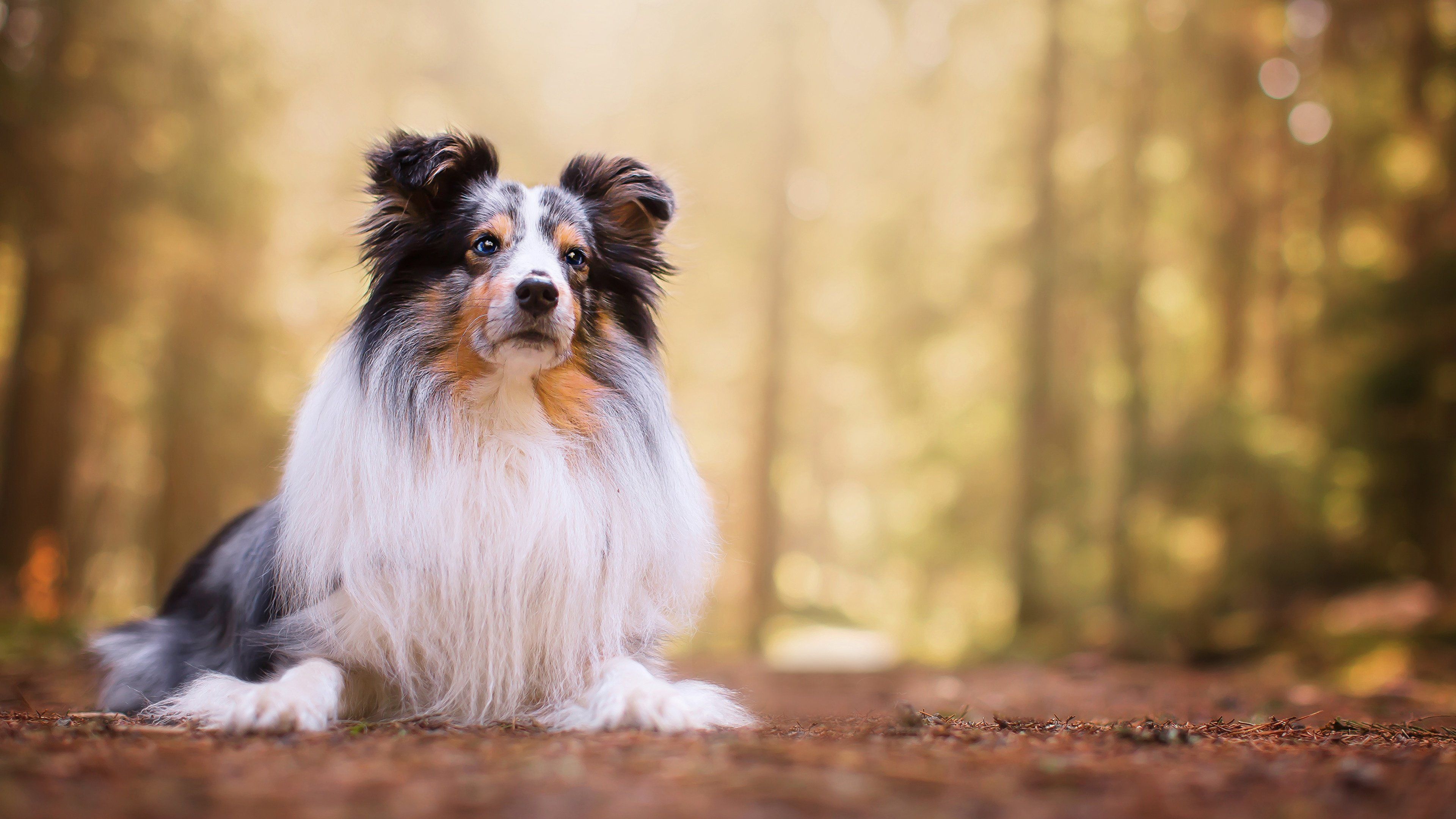 3840x2160 Shetland Sheepdog Wallpaper 3840x2160 82439