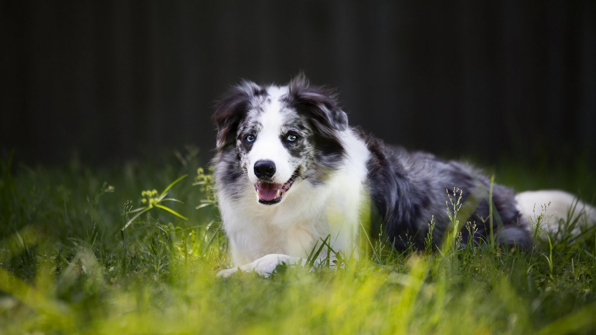 1920x1080 Download wallpaper 1920x1080 cumberland sheepdog, sheepdog, dog, pet, grass full hd, hdtv, fhd, 1080p HD background