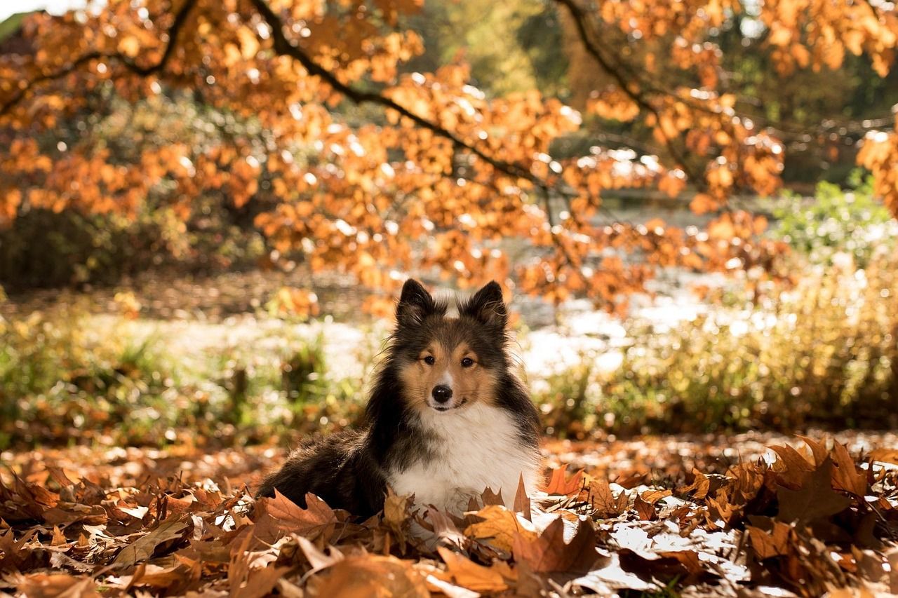 1280x853 Sheltie Dog Animal