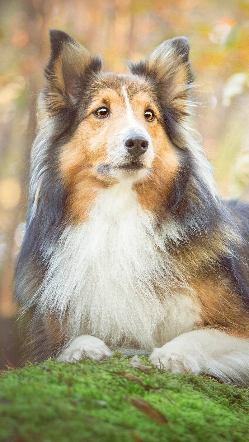 800x1422 Scottish Shepherd, collie, border, dog, nice, HD phone wallpaper