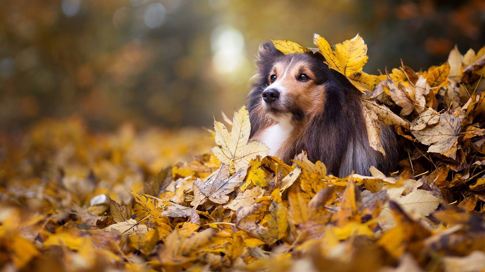 1920x1080 Cute Dogs Background