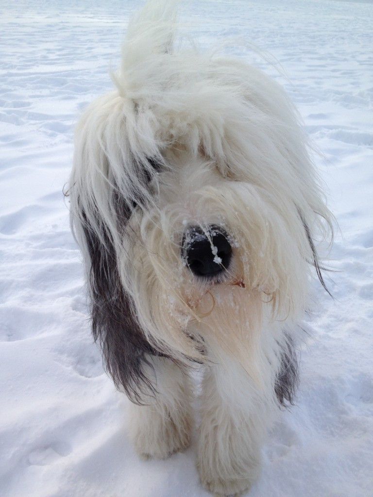 768x1024 Old English Sheepdog Wallpaper