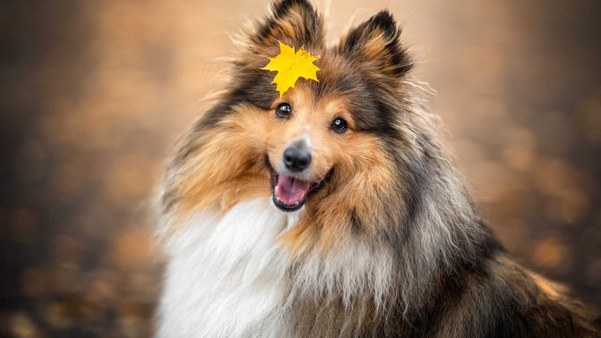 1920x1080 Smiling Brown Black White Shetland Sheepdog Is Standing In Blur Bokeh Background HD Dog Wallpaper