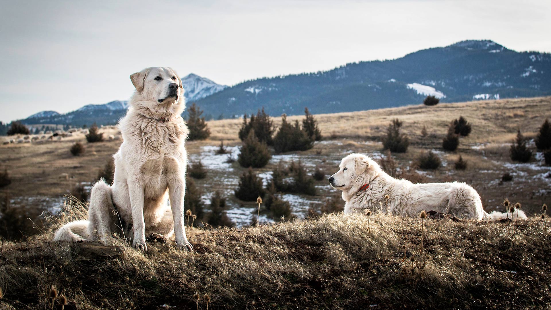 1920x1080 What does it mean to be a sheepdog? Police Beat Magazine