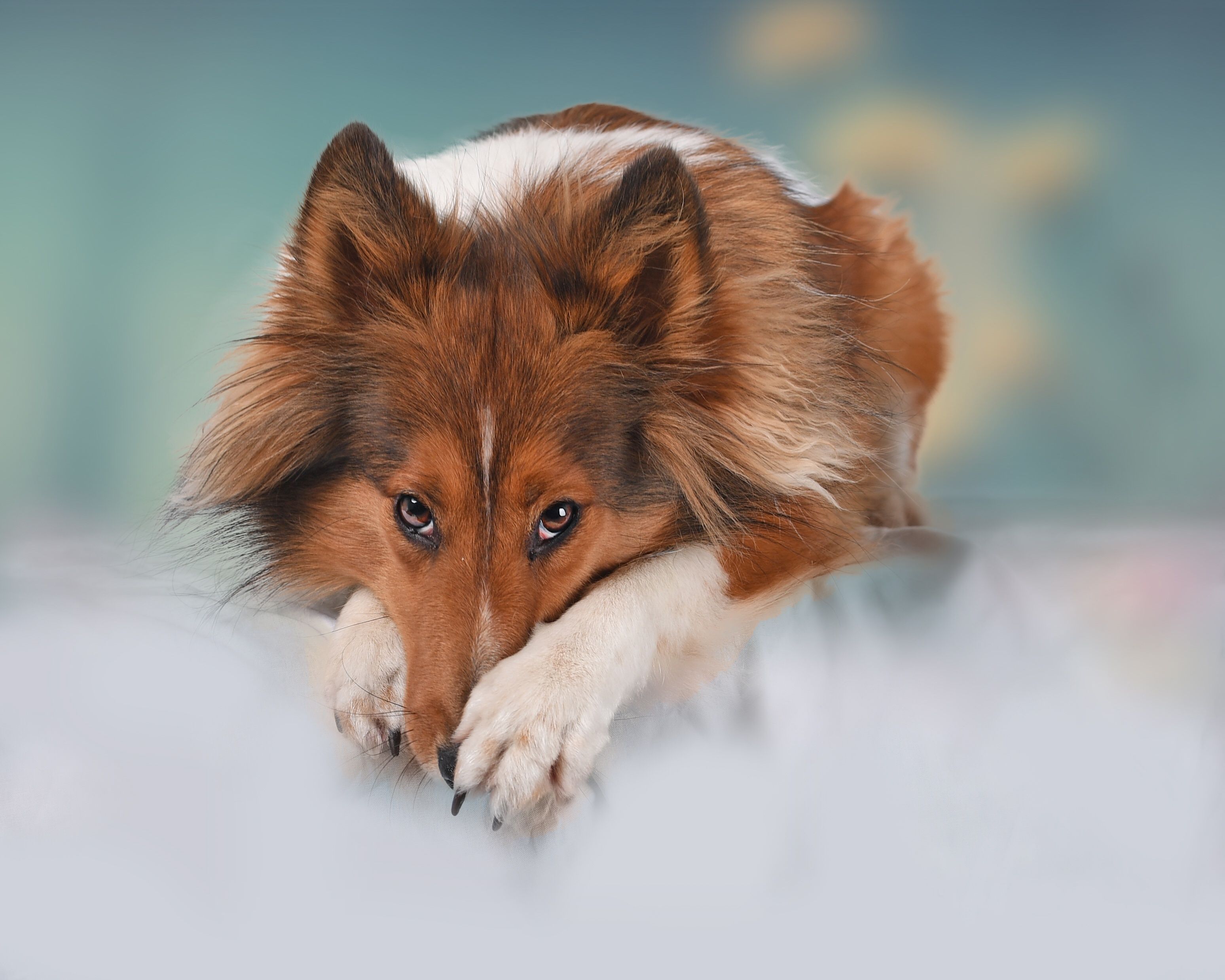 3096x2477 Desktop wallpaper: Animal, Shetland Sheepdog, Dog, Stare, Dogs 4K free download for PC. 426980