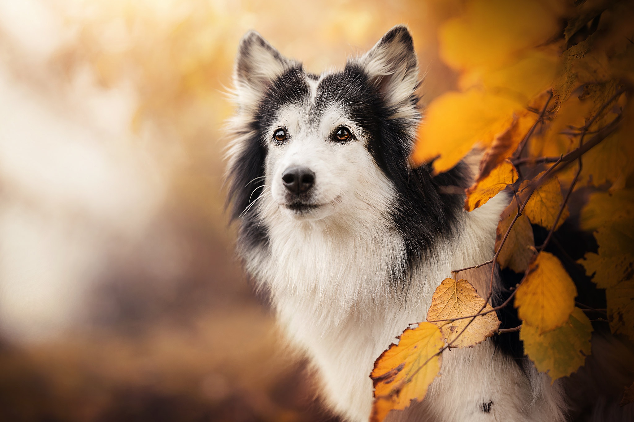 2048x1365 Wallpaper autumn, look, face, branches, background, dog, yellow leaves for mobile and desktop, section собаки, resolution 2048x1365