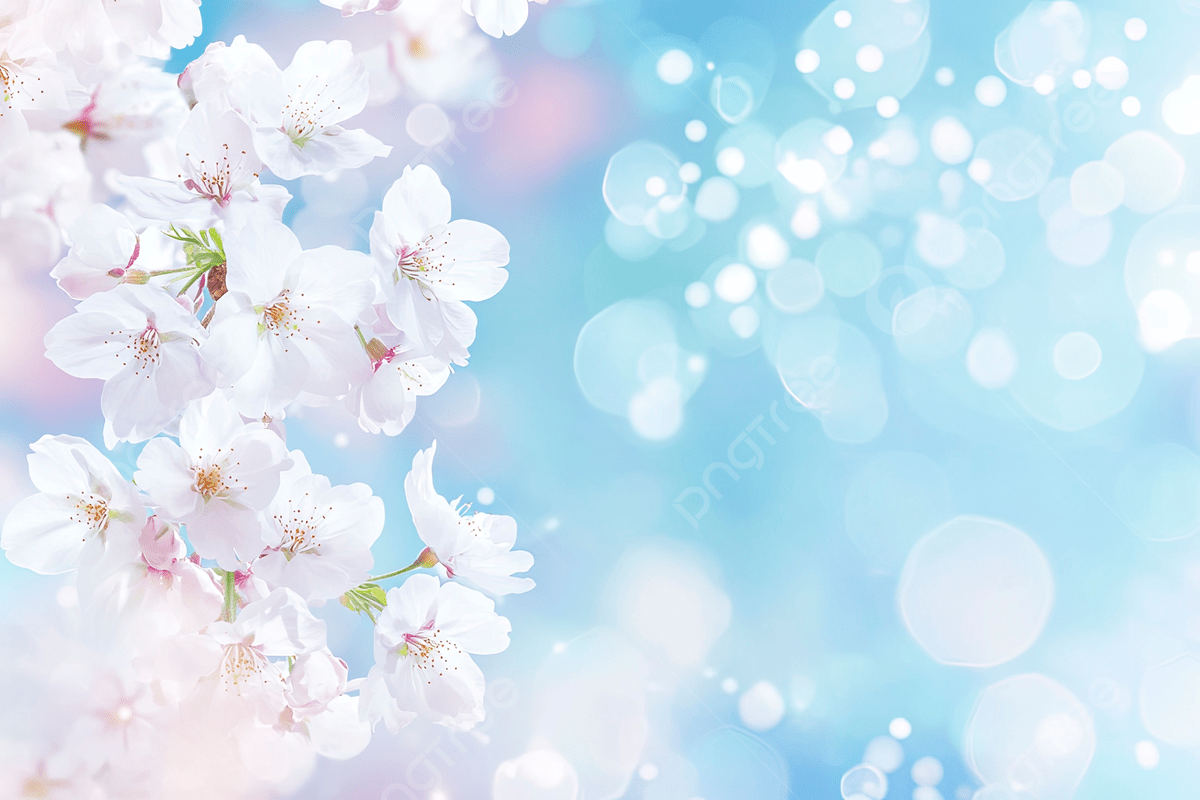 1200x800 A Light Blue Background With Cherry Blossoms And White Flowers On The Left Side, Cherry Blossom, Flowers, Light Background Image And Wallpaper for Free Download