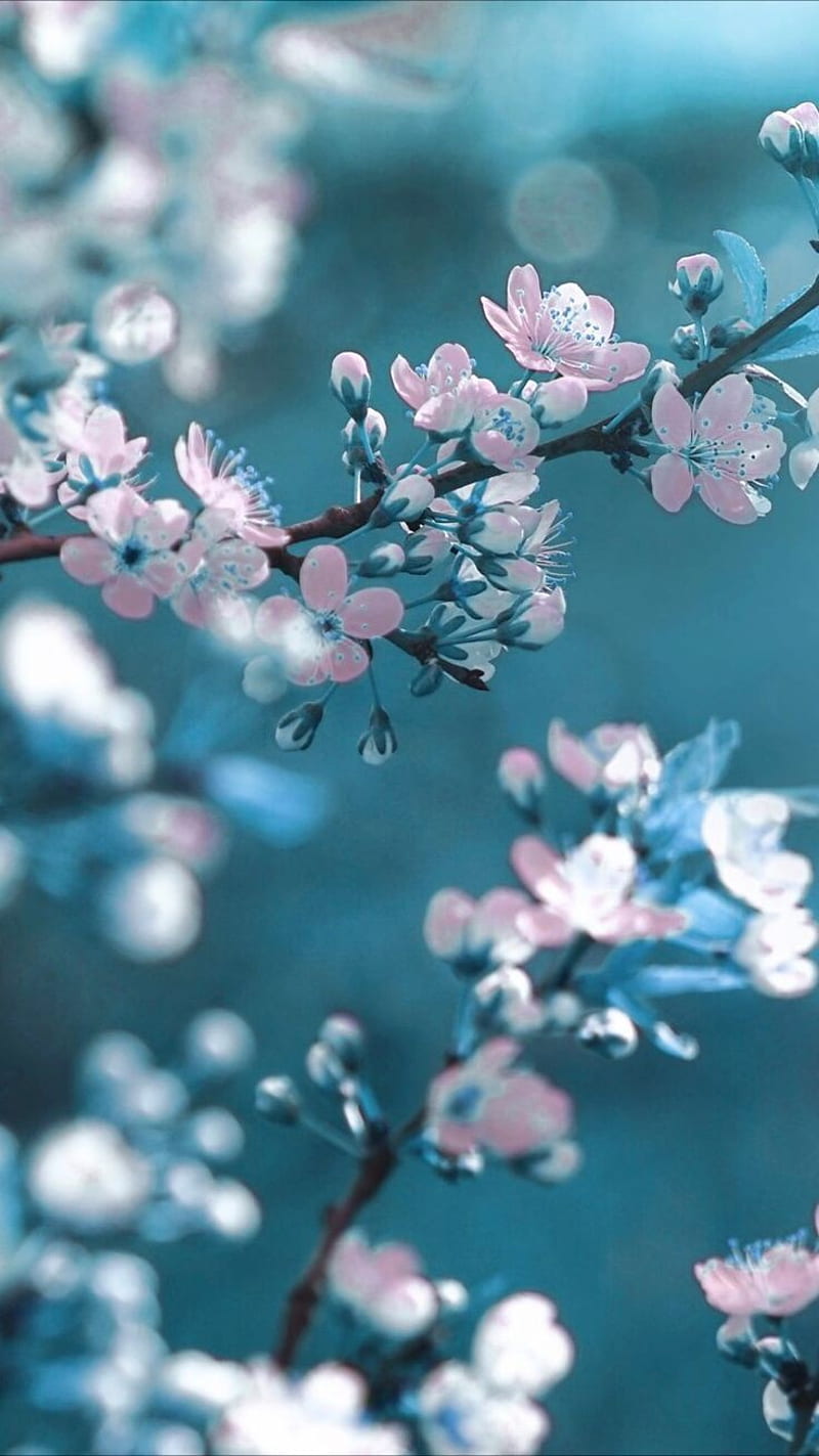 800x1423 Cherry blossom, blossoms, blue, cute, flowers, lavender, pink, priti, HD phone wallpaper
