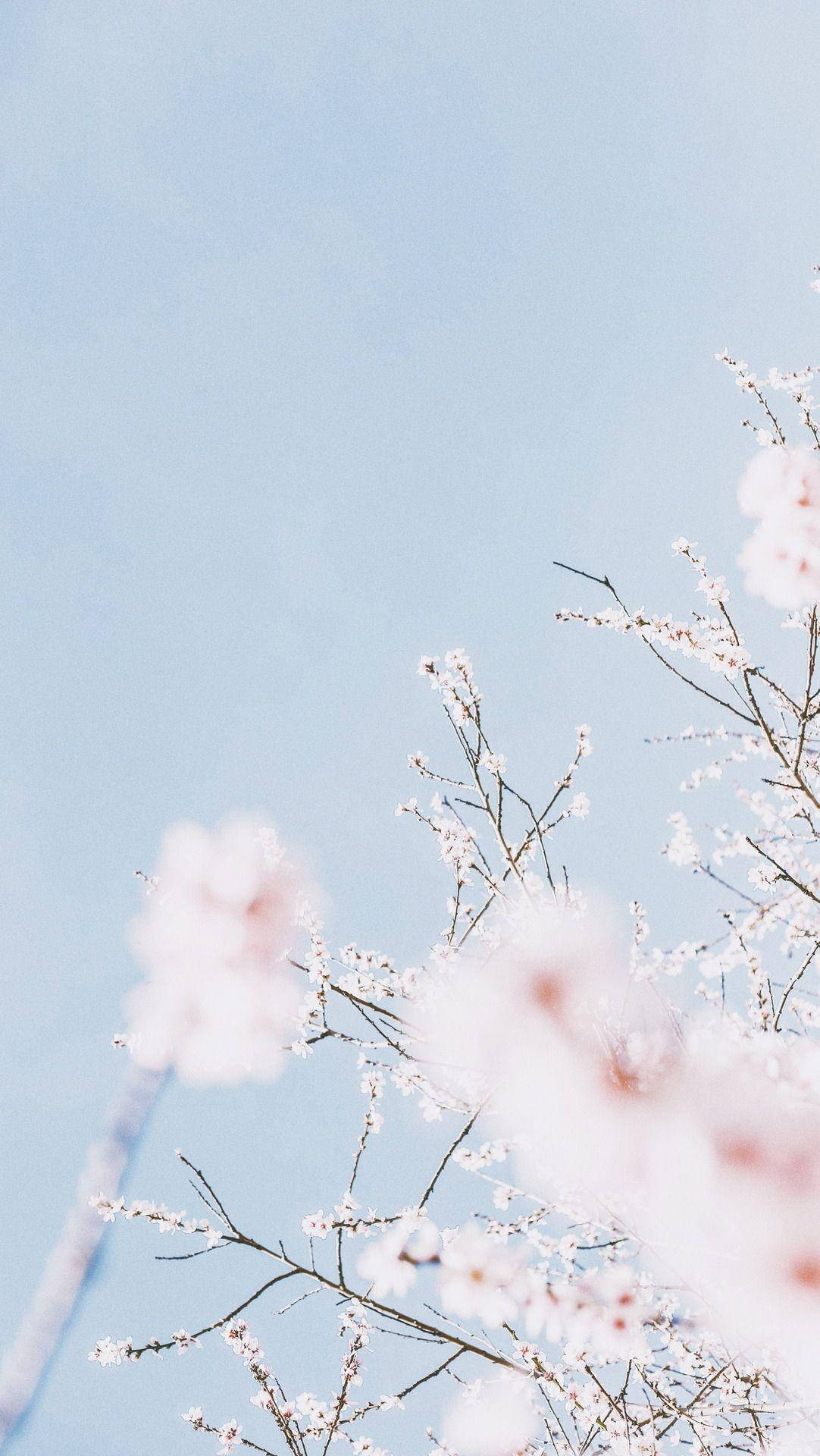1082x1920 Download Light Blue Aesthetic Sakura Wallpaper