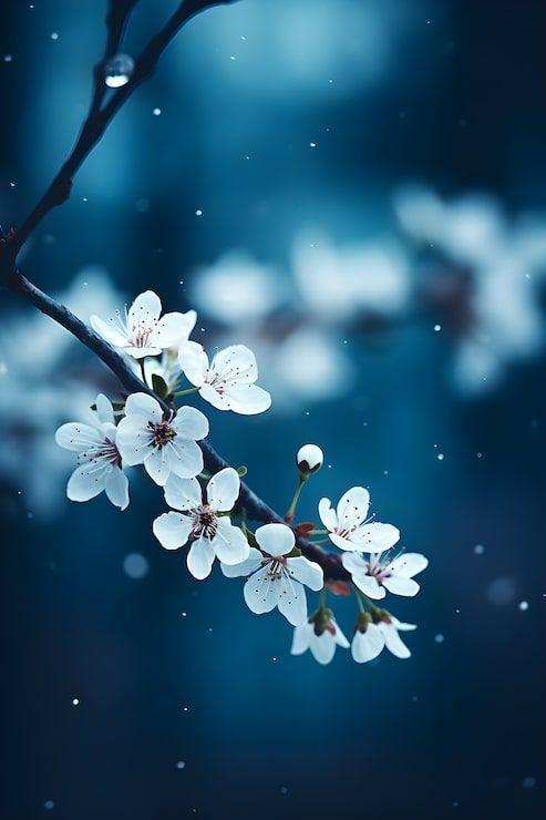 493x740 Blue cherry blossoms Image