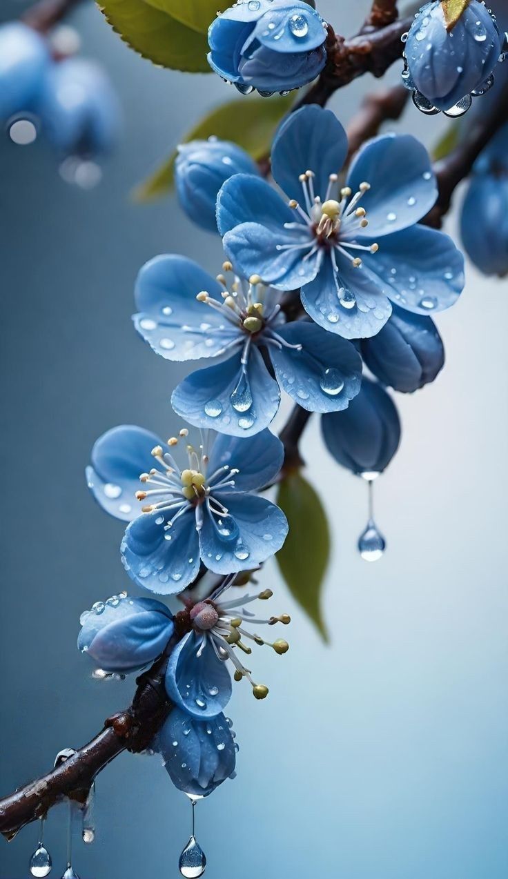 736x1274 Beautiful Blue Flowers with Water Drops. Blue cherry blossom flowers, Blue sakura flowers, Flowers sky