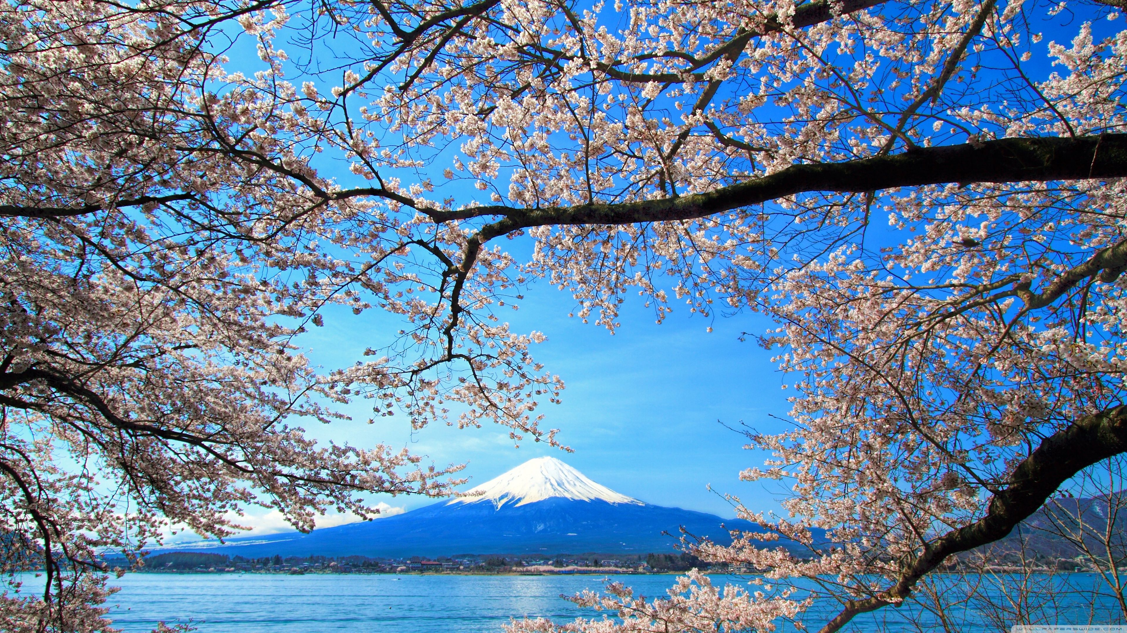 3840x2160 Sakura and Mount Fuji 4K UHD Wallpaper for UltraHD Desktop and TV : Widescreen and UltraWide Display : Smartphone and Tablet Devices