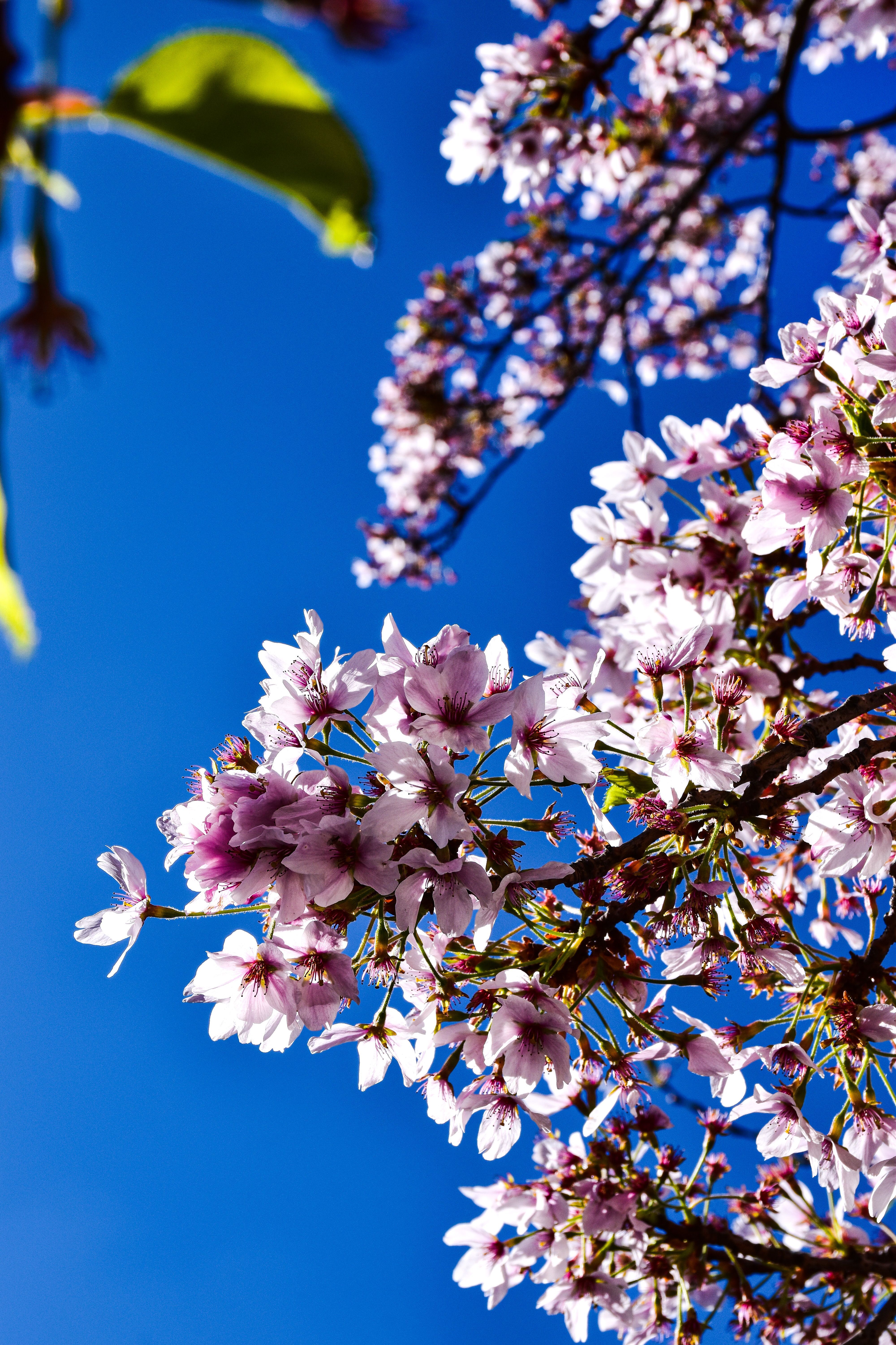 4000x6000 View a Cherry Blossom against Clear, Blue Sky · Free