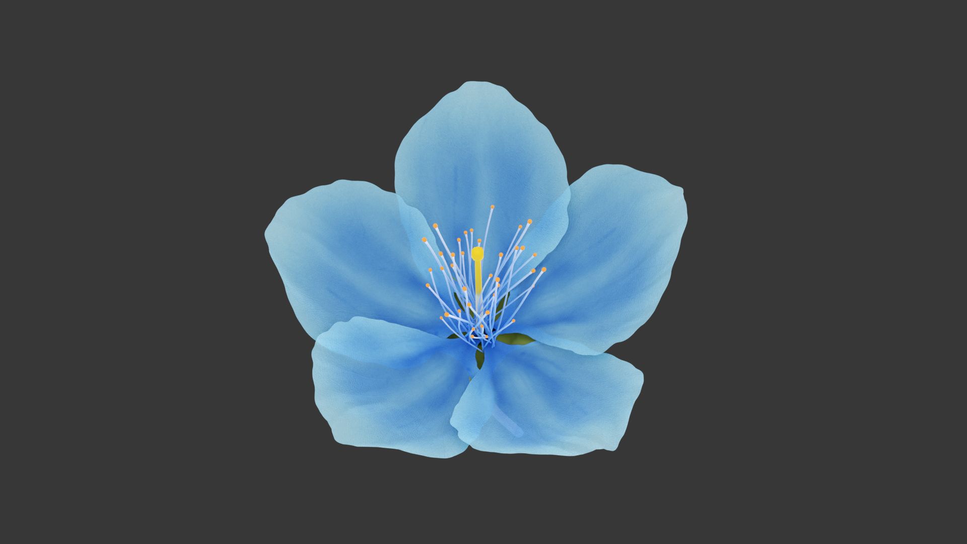 1920x1080 Blue Sakura Flower