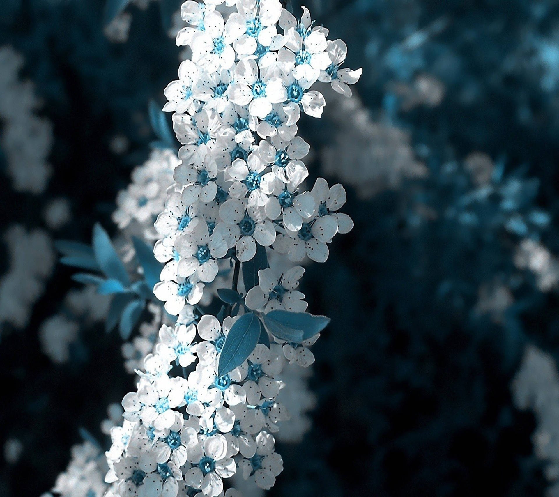 1920x1707 Sakura Wallpaper