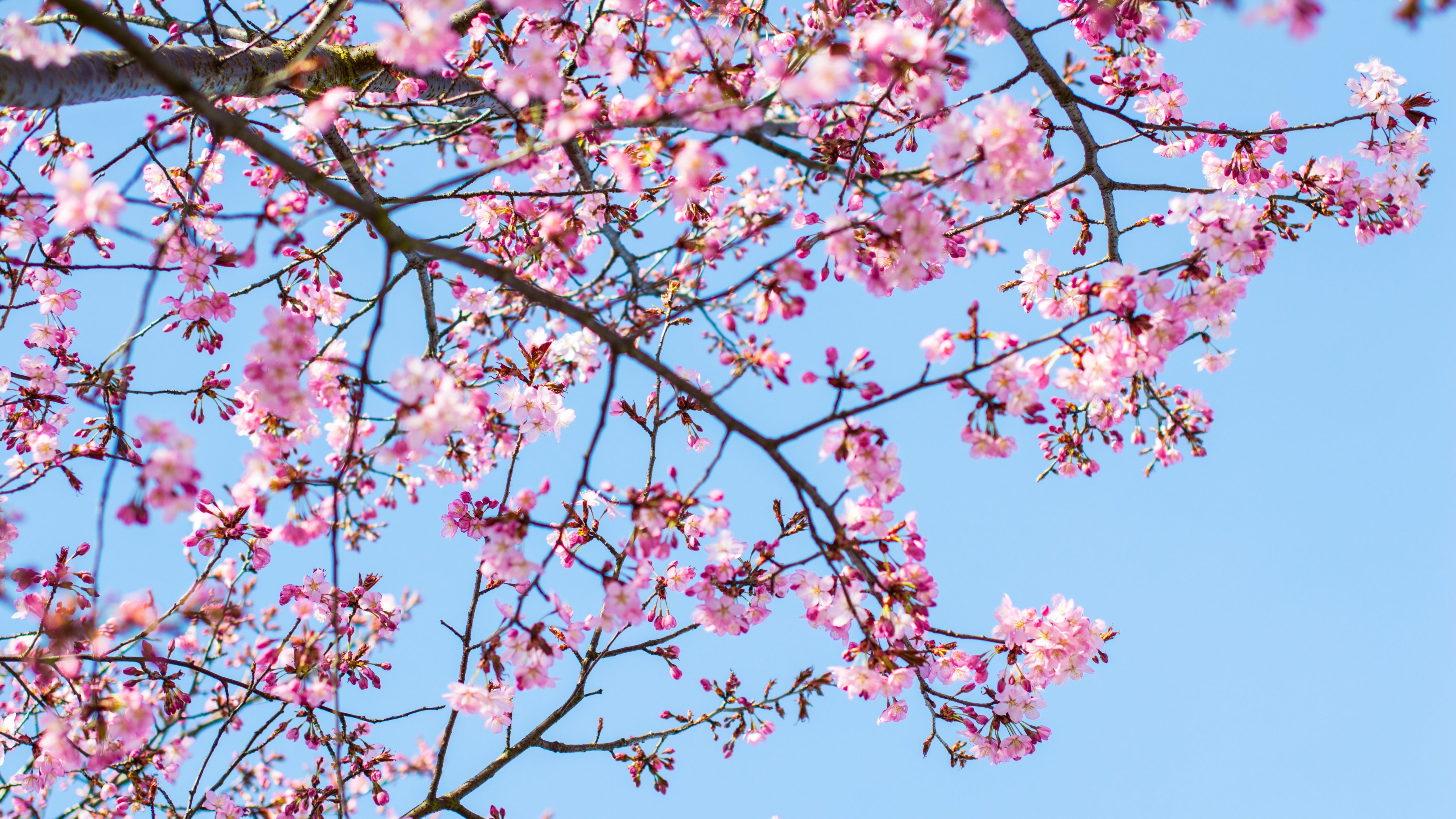 5120x2880 Cherry blossom Wallpaper 4K, Spring, Pink flowers, Blue Sky