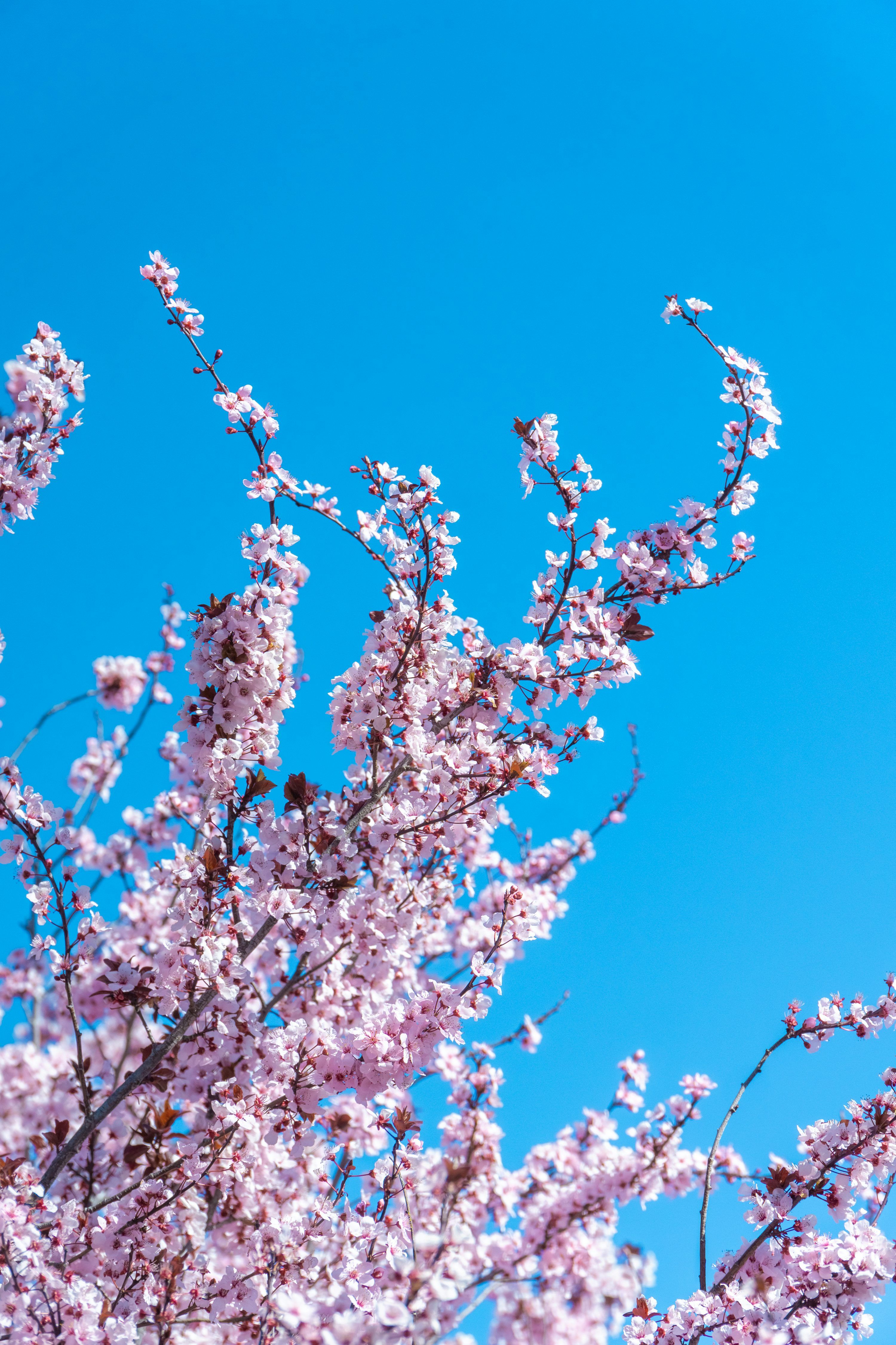 3000x4500 A pink flowered tree with a blue sky in the background photo