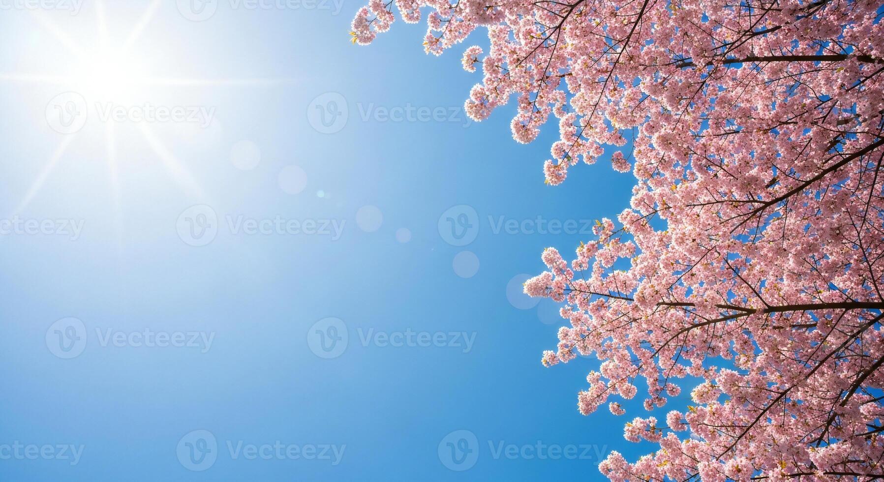 1797x980 Flowers background, Flowers wallpaper, Bright sunbeams illuminate a clear blue sky with blooming pink cherry blossoms