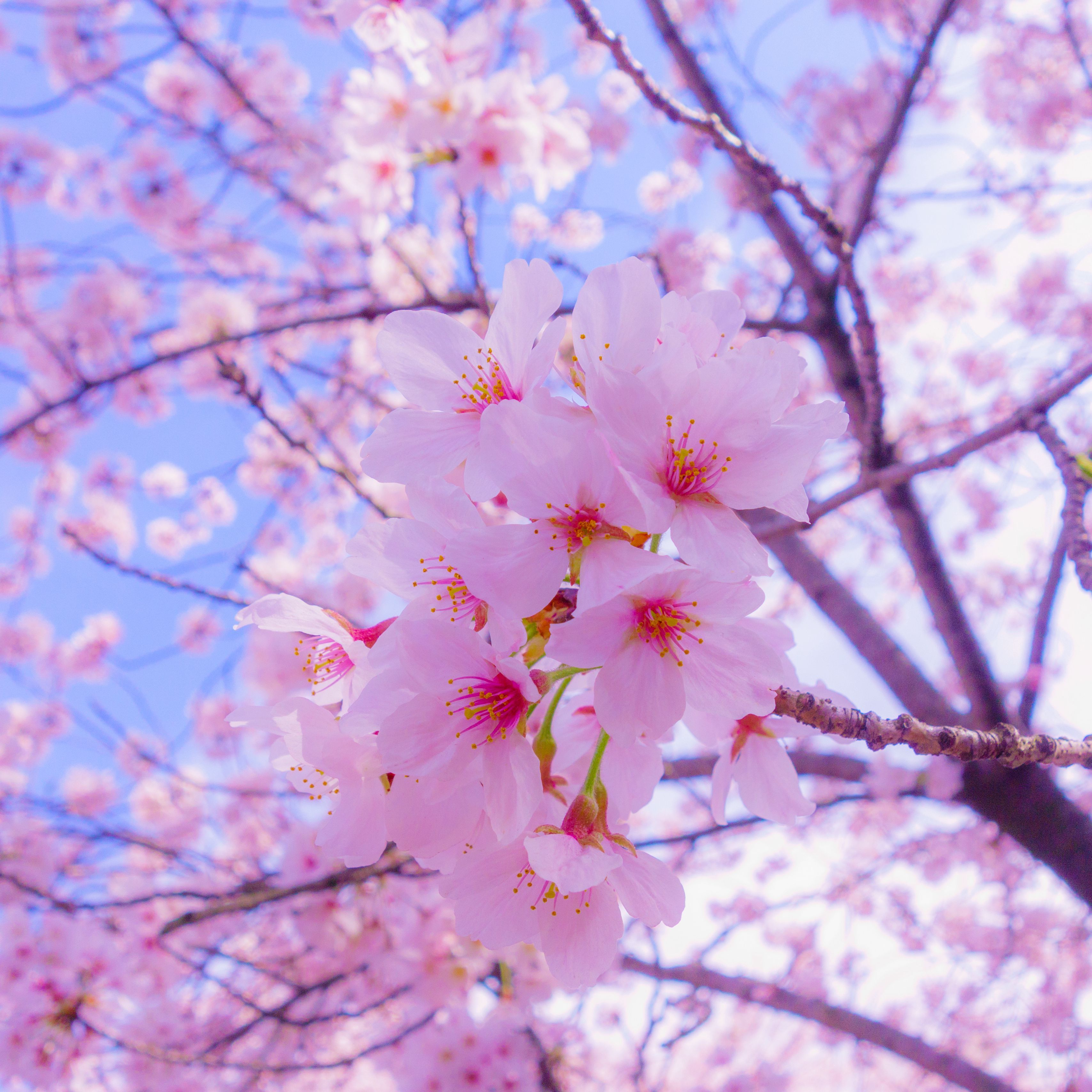 3415x3415 Download wallpaper 3415x3415 sakura, flowers, bloom, spring, pink ipad pro 12.9 retina for parallax HD background
