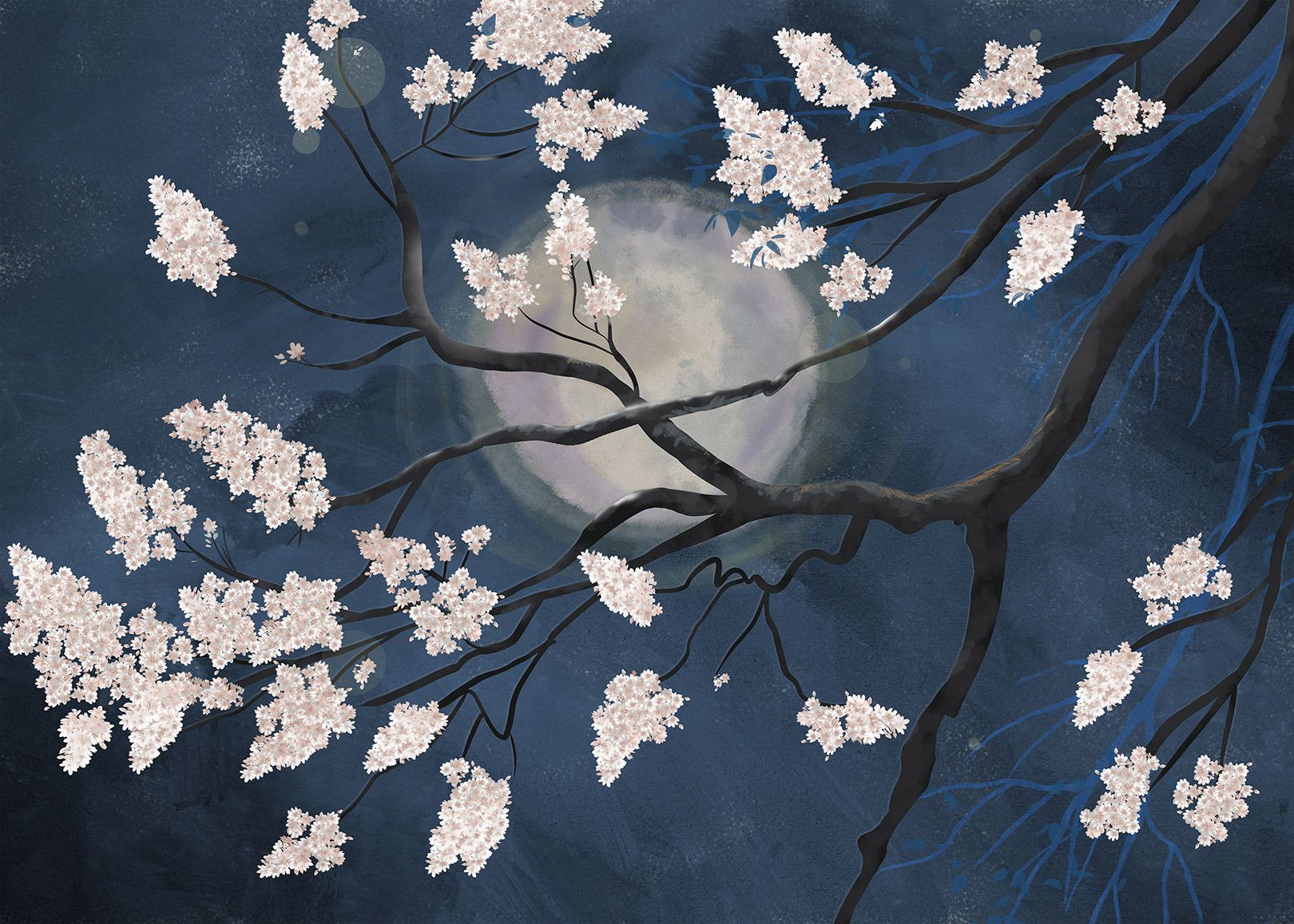 1620x1157 Panoramic wallpaper Sakura by Walldreamer®