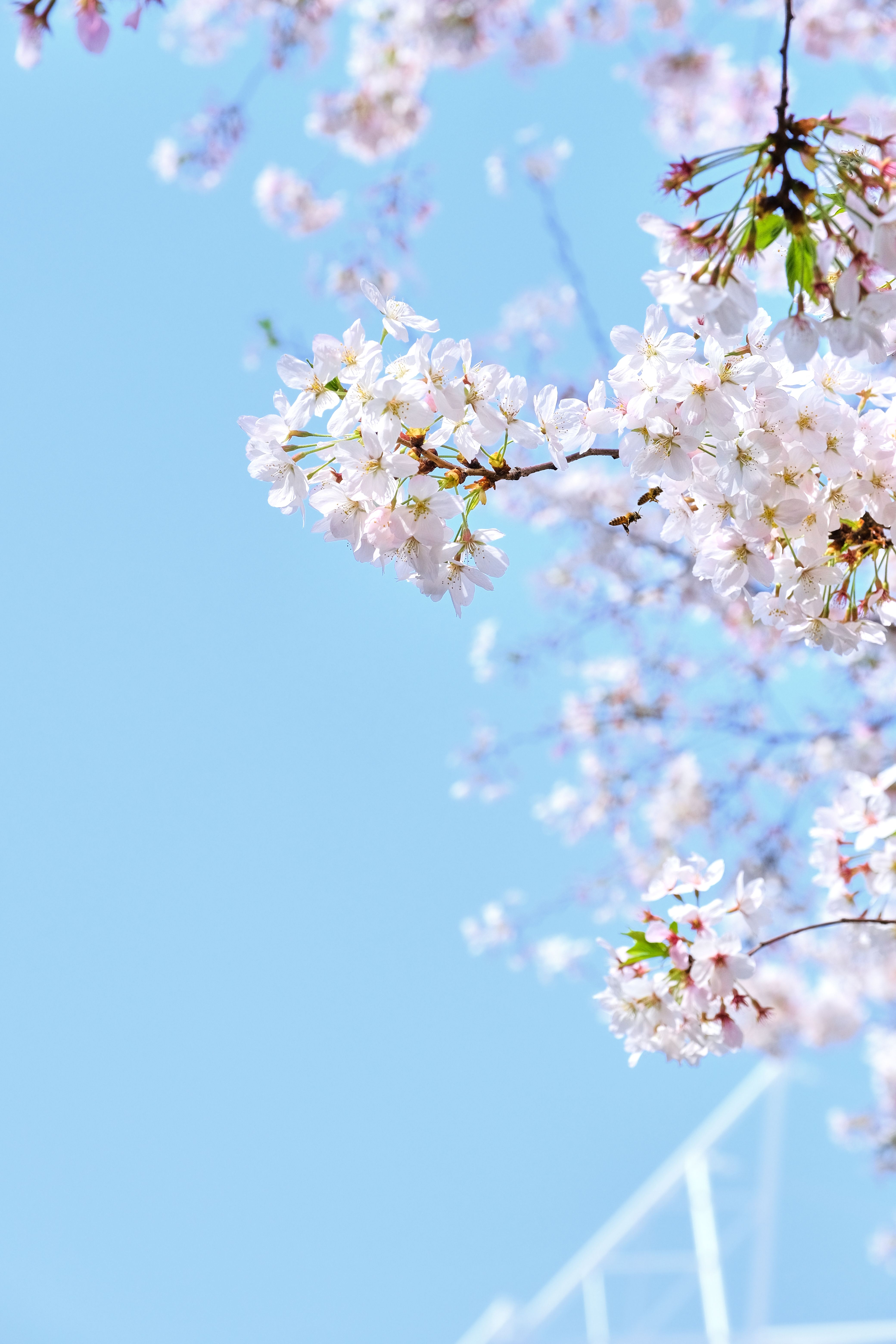 4160x6240 Close Up Shot Of Sakura In Bloom · Free