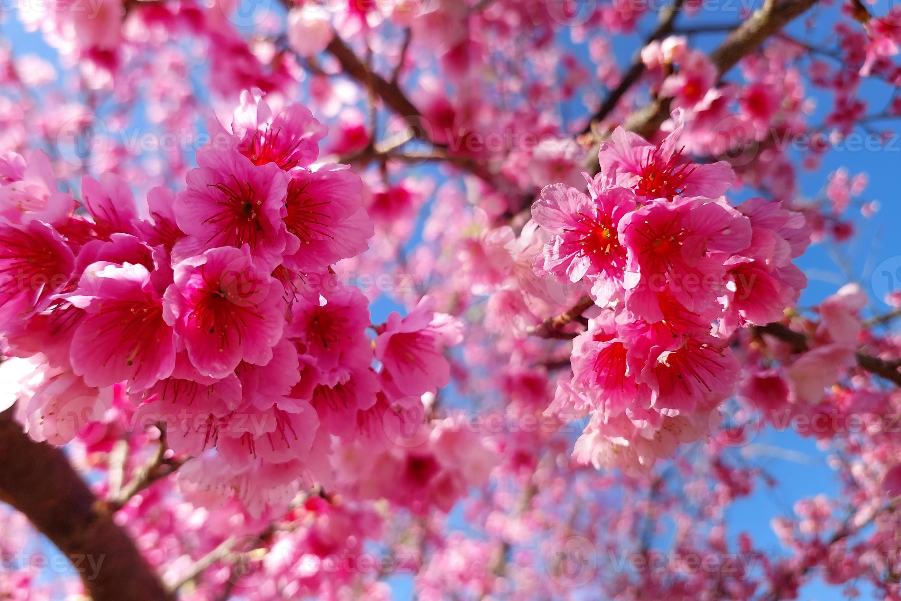 2940x1960 Branches of blossoming cherry against background of blue sky. Dreamy pink cherry blossoming branches against blue sky in sunlight. Nature spring background from pink sakura flowers with bokeh outdoors 17343012