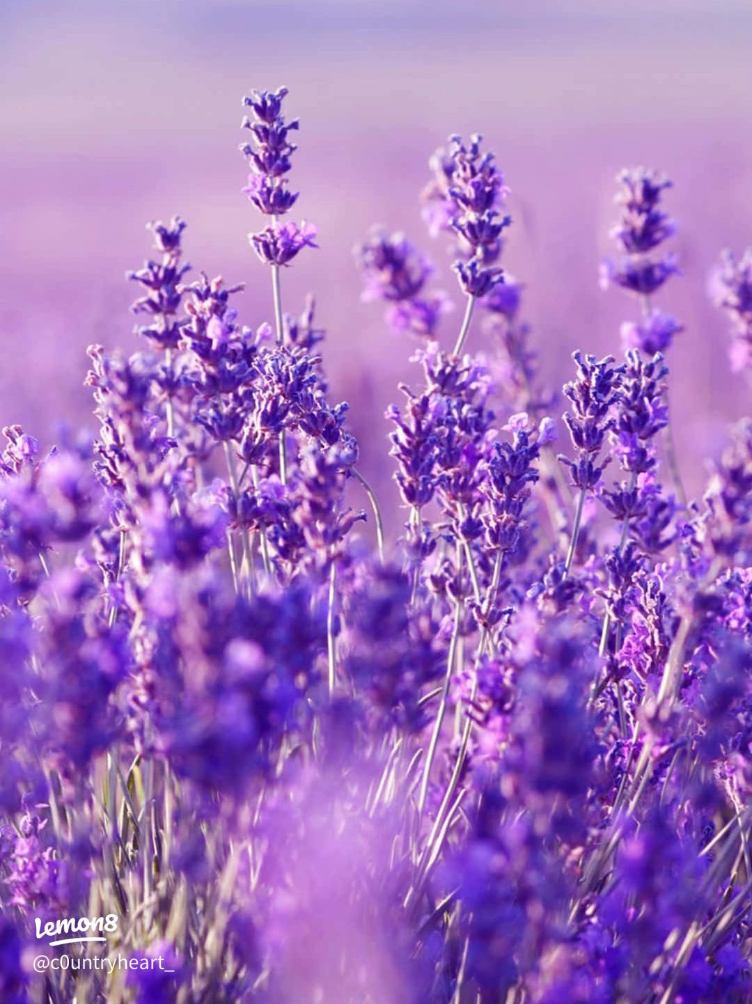 1080x1442 Aesthetic Lavender Wallpaper: Purple Blooms for Your Screen