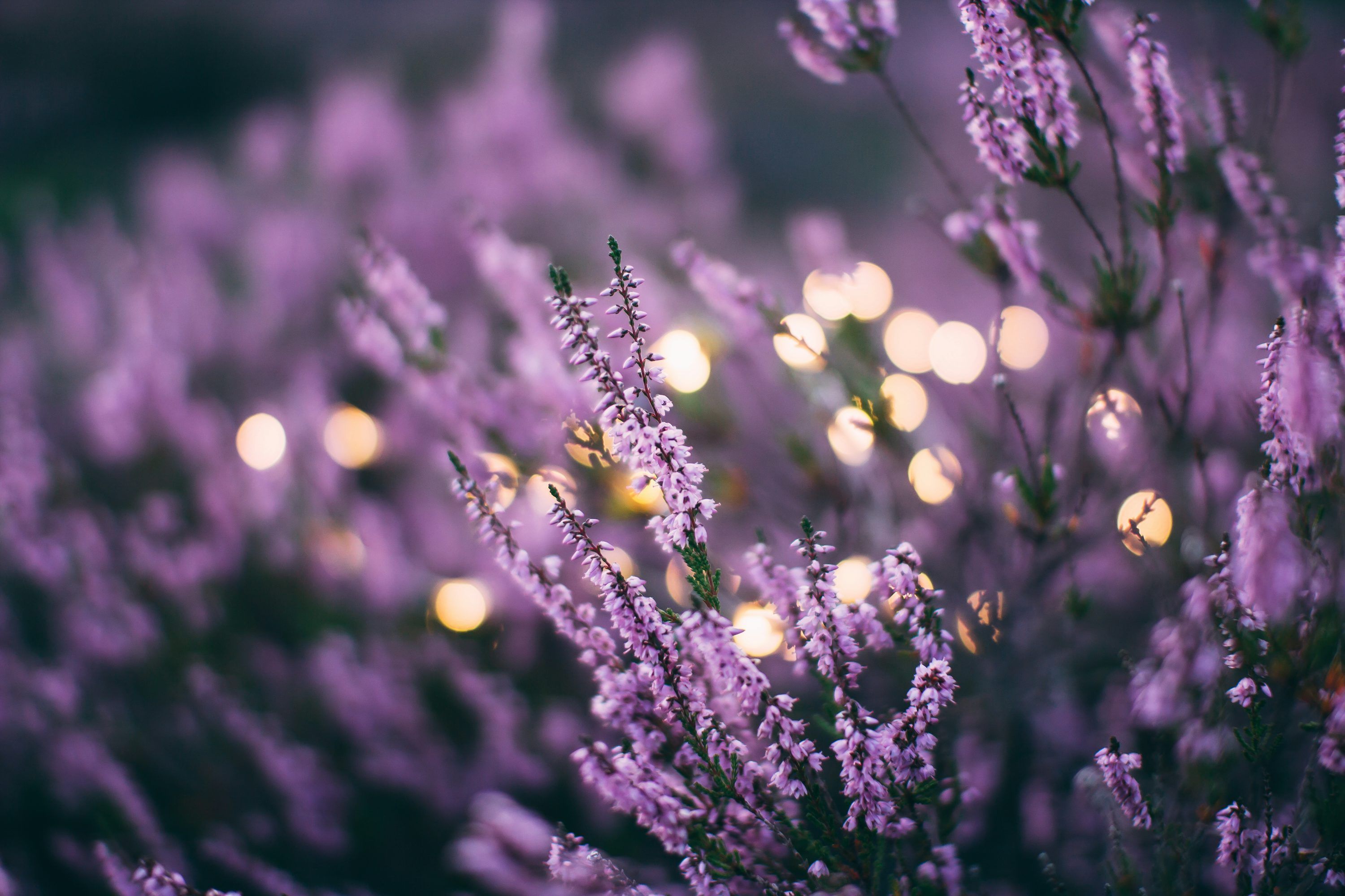 3000x2000 Lavender Color Picture. Download Free Image