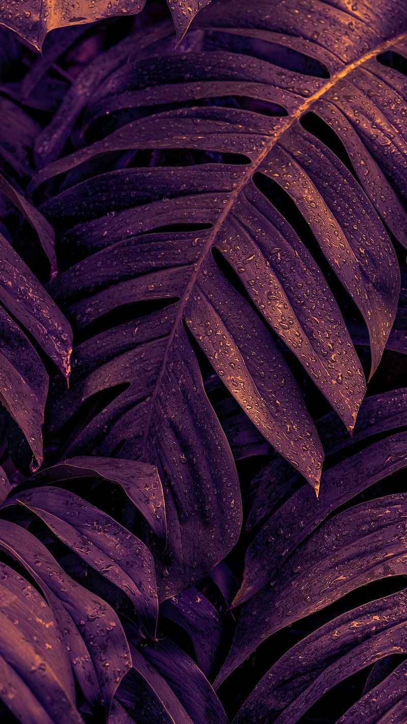 800x1422 Cute Dark Purple Wallpaper
