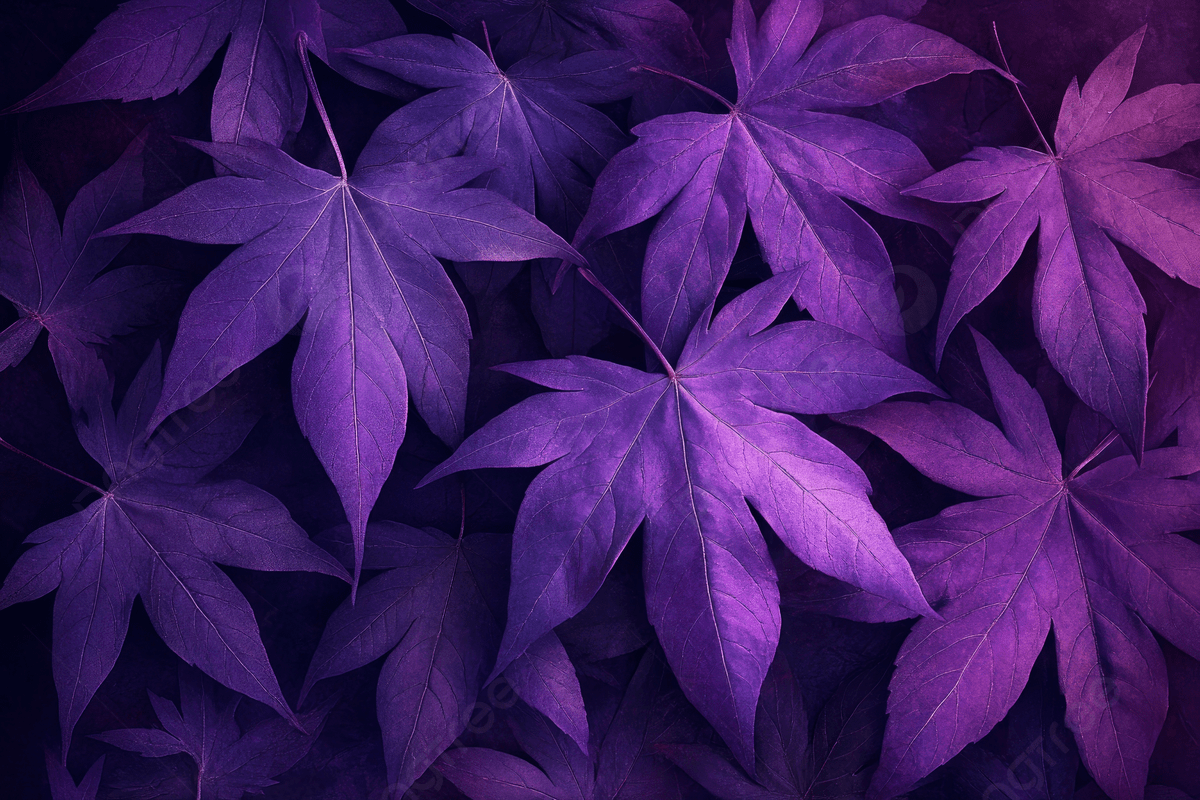 1200x800 Dark Purple Leaves On A Background With An Aesthetic, Dark, Purple Leaves, Background Background Image And Wallpaper for Free Download