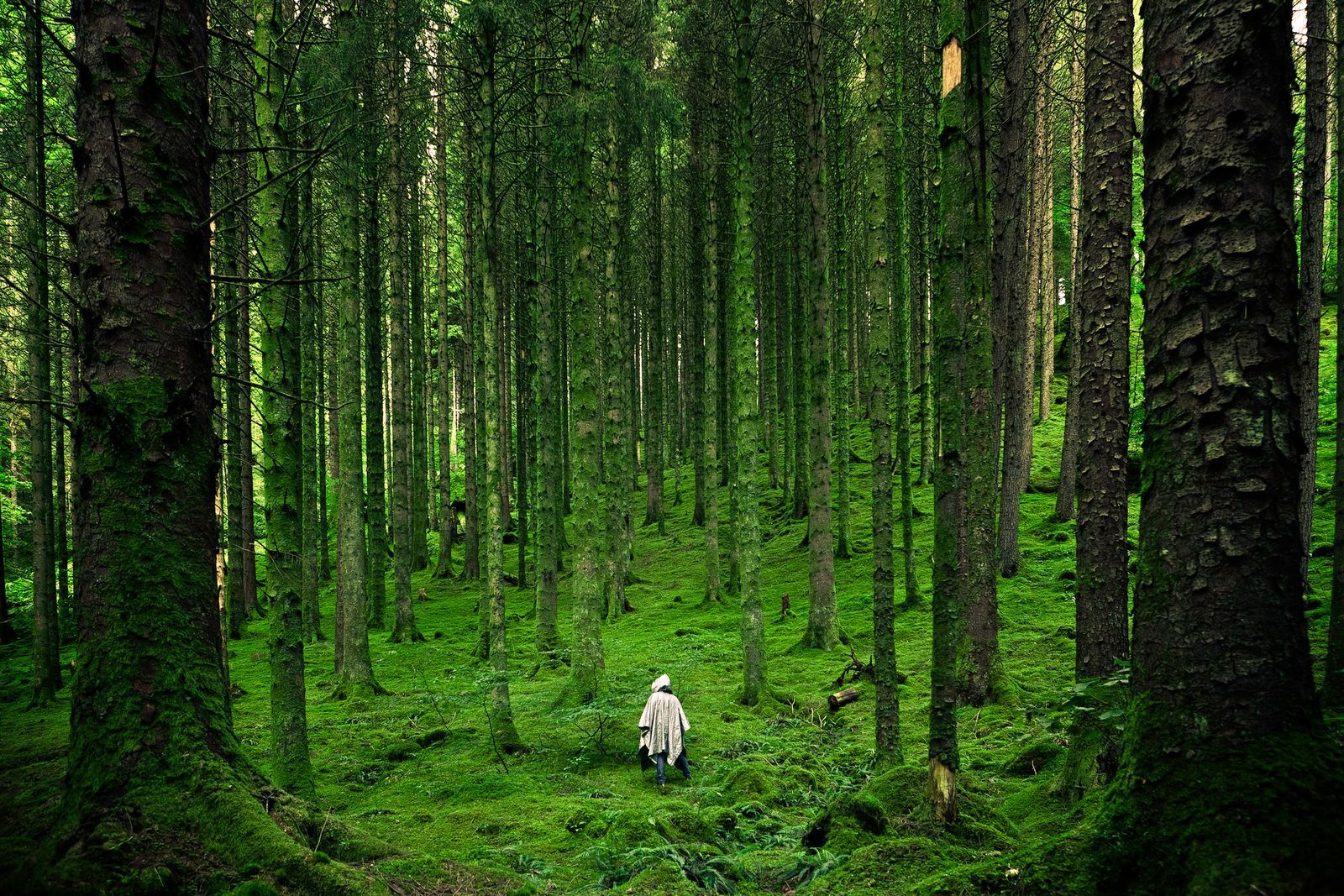 1600x1067 Nature Wallpaper 4K