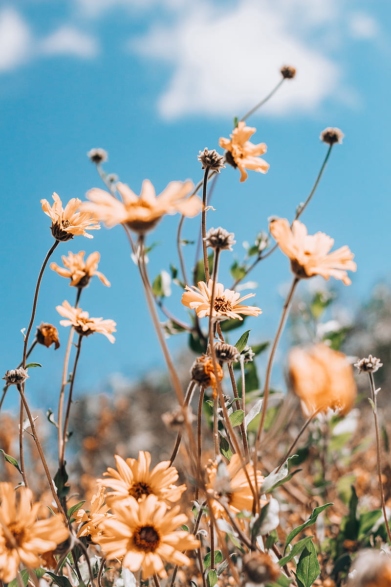 800x1200 Flowers, yellow, plant, sky, summer, HD phone wallpaper